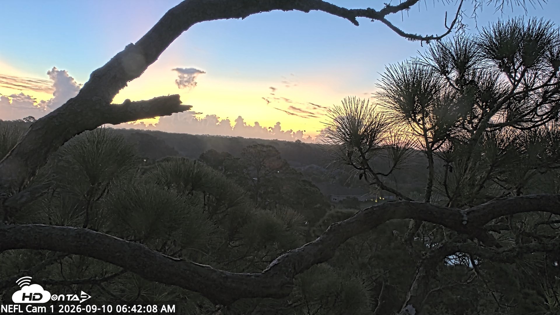 Snapshot of NE Florida Eagles Live Webcam taken Sep 10, 2026, 6:42am EDT