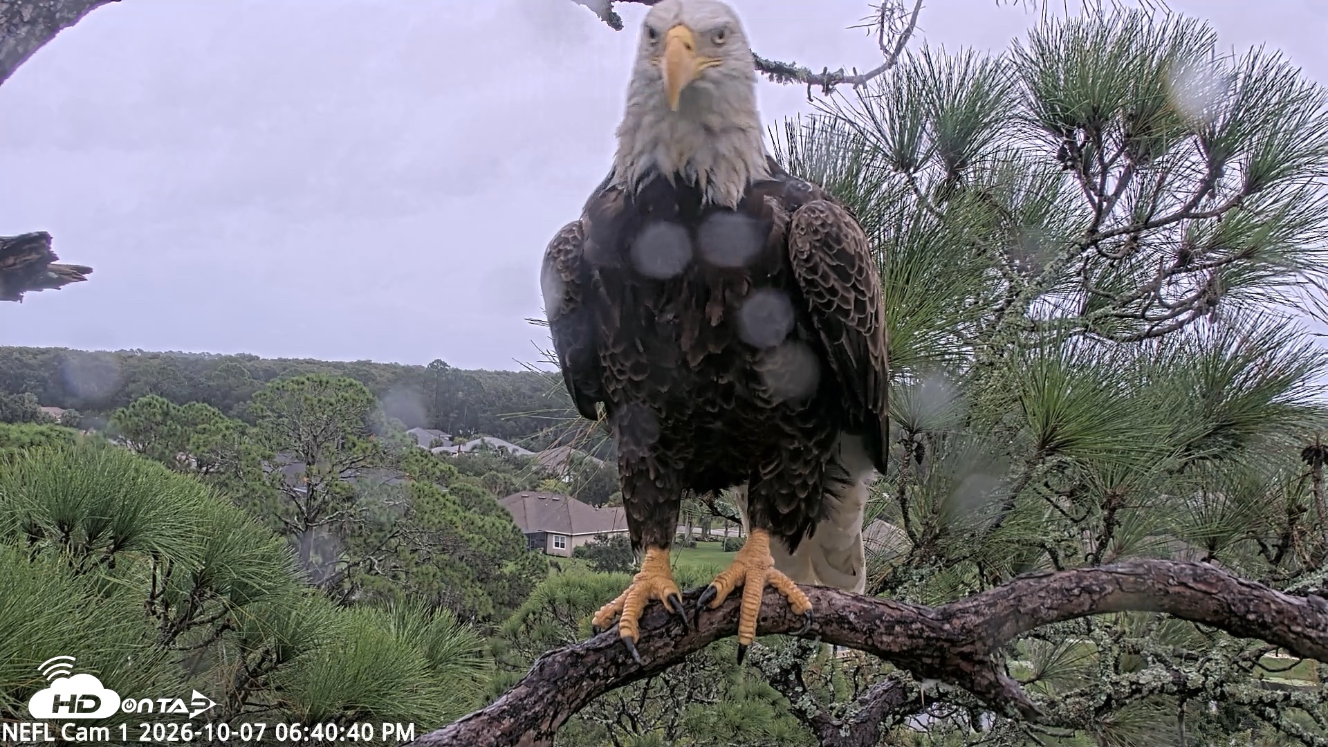 Snapshot of NE Florida Eagles Live Webcam taken Oct 7, 2026, 6:41pm EDT