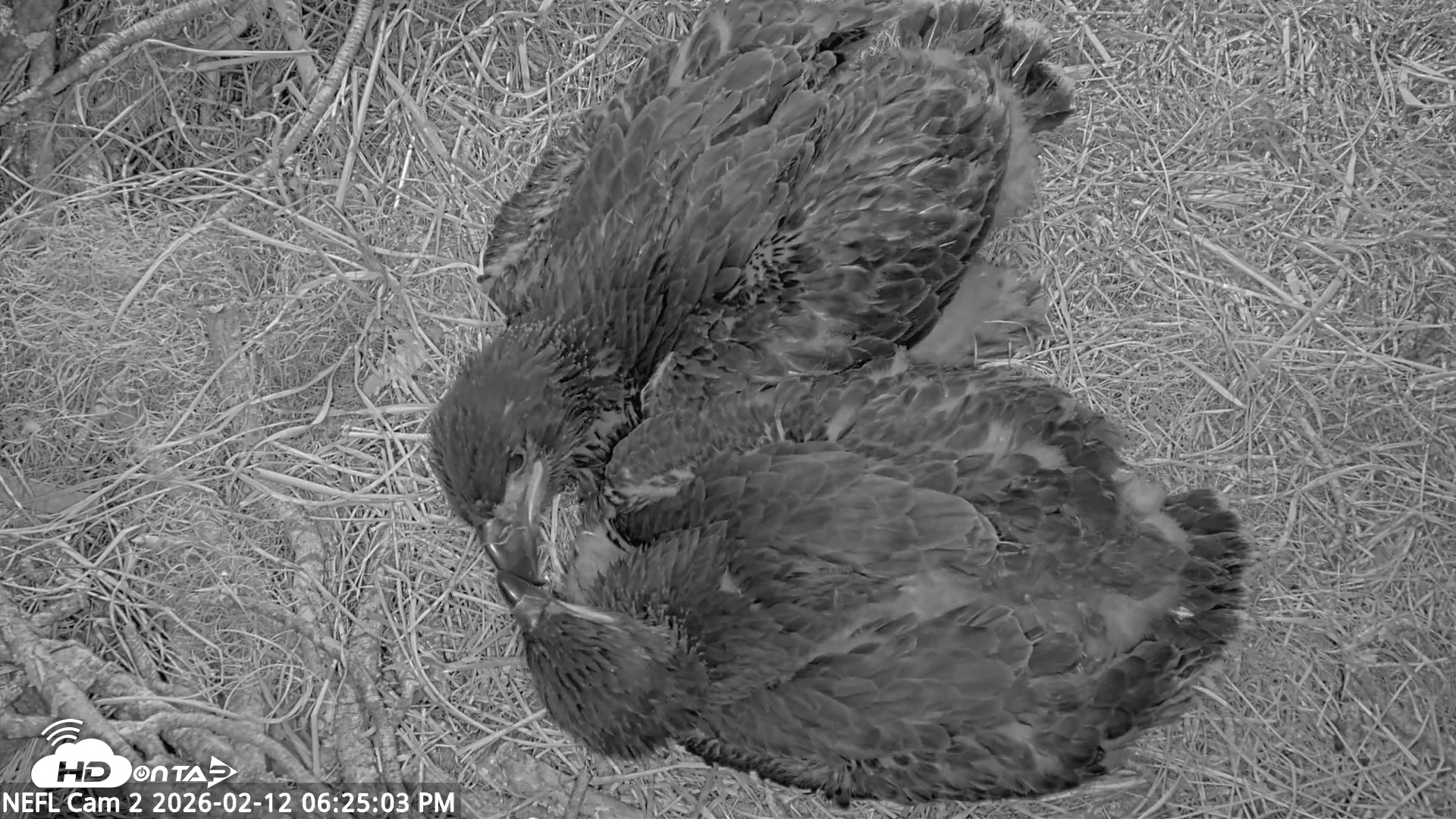 Snapshot of NE Florida Eagles Live Webcam taken Feb 12, 2026, 6:29pm EST