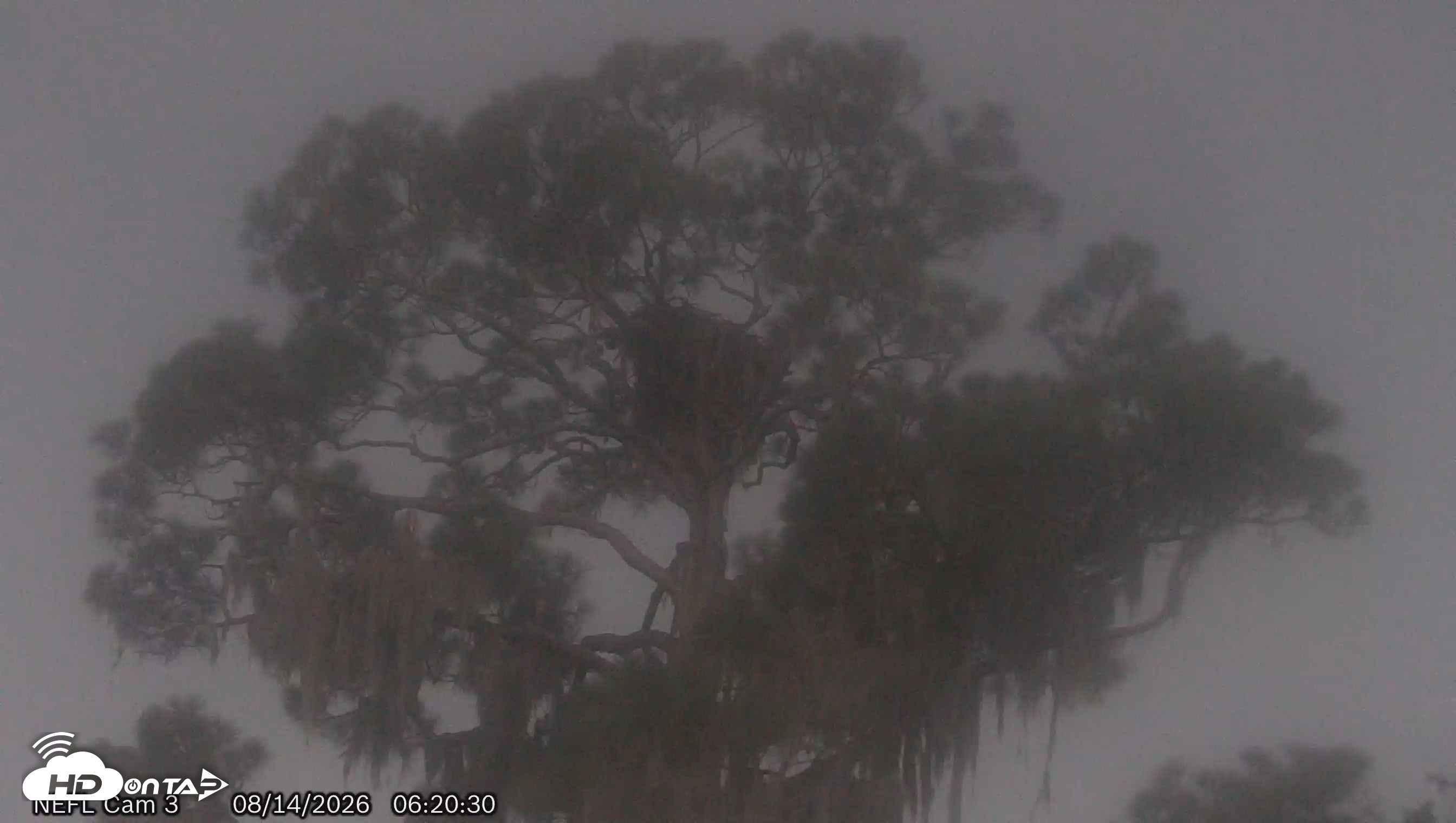 Snapshot of NE Florida Eagles Live Webcam taken Aug 14, 2026, 6:21am EDT