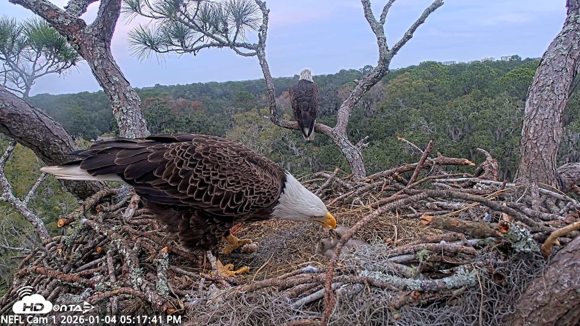Snapshot of NE Florida Eagles Live Webcam taken Jan 4, 2026, 5:18pm EST