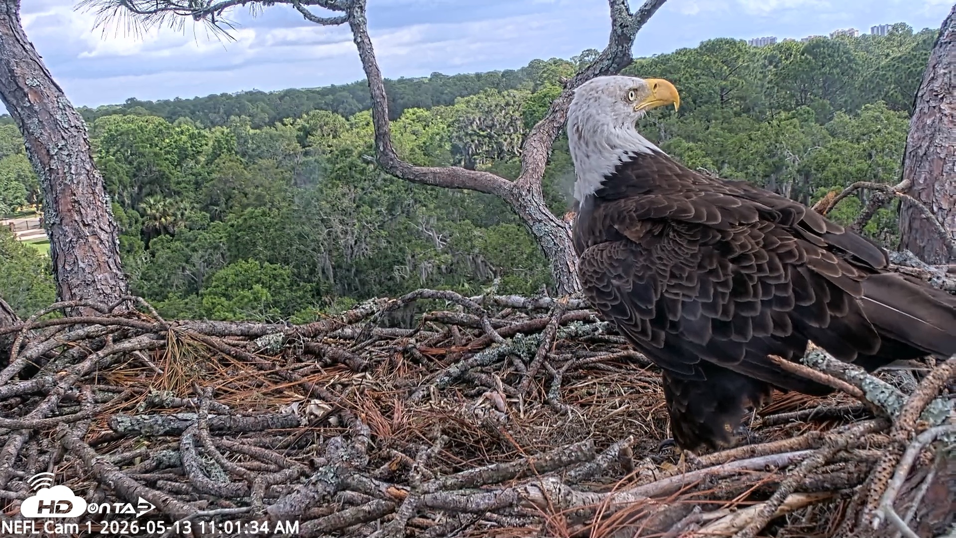 Snapshot of NE Florida Eagles Live Webcam taken May 13, 2026, 11:02am EDT