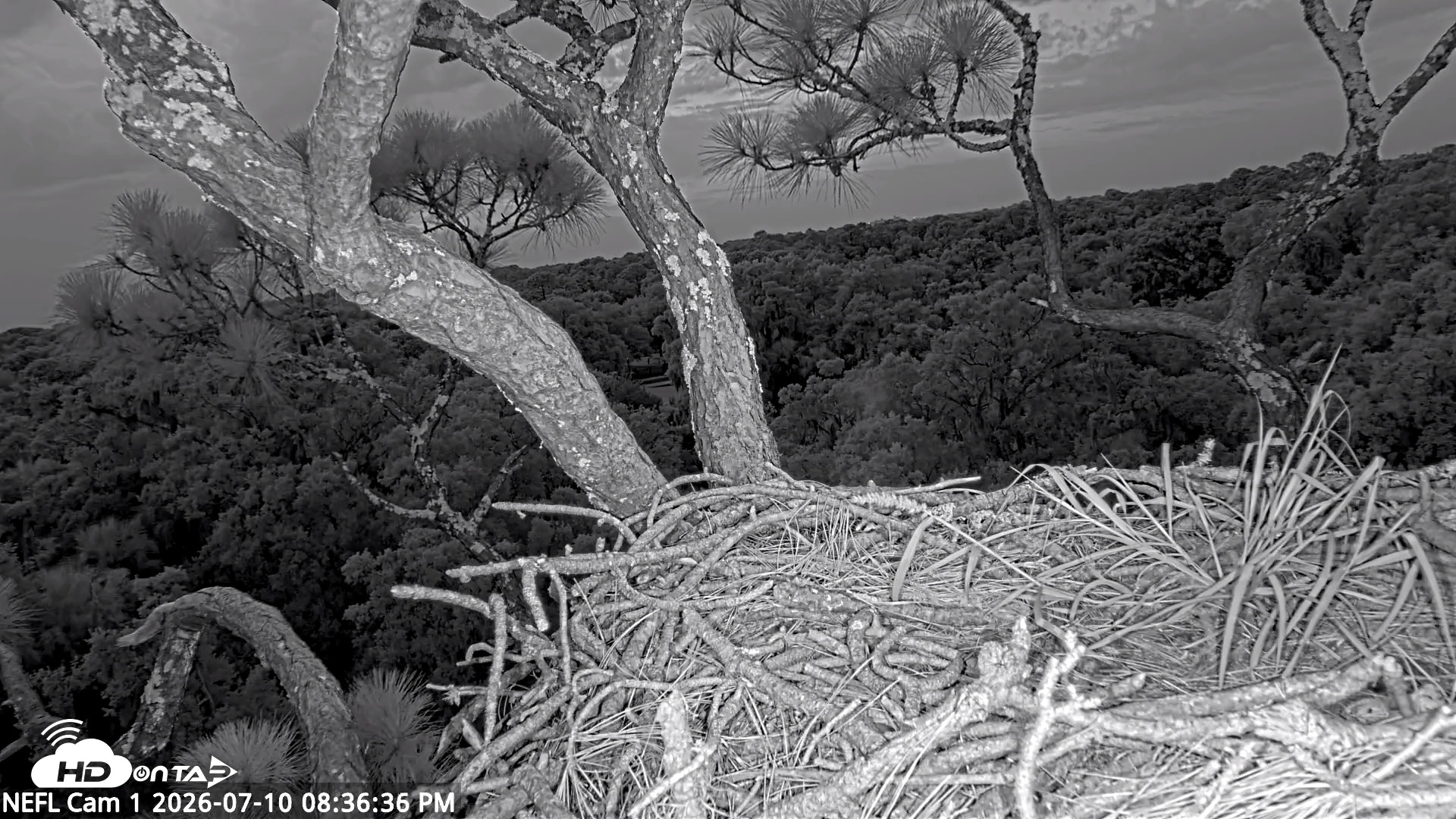 Snapshot of NE Florida Eagles Live Webcam taken Jul 10, 2026, 8:37pm EDT