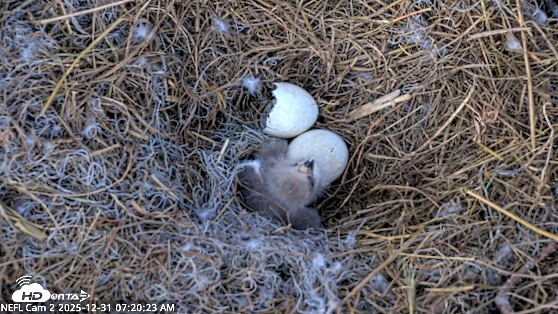 Snapshot of NE Florida Eagles Live Webcam taken Dec 31, 2025, 7:21am EST