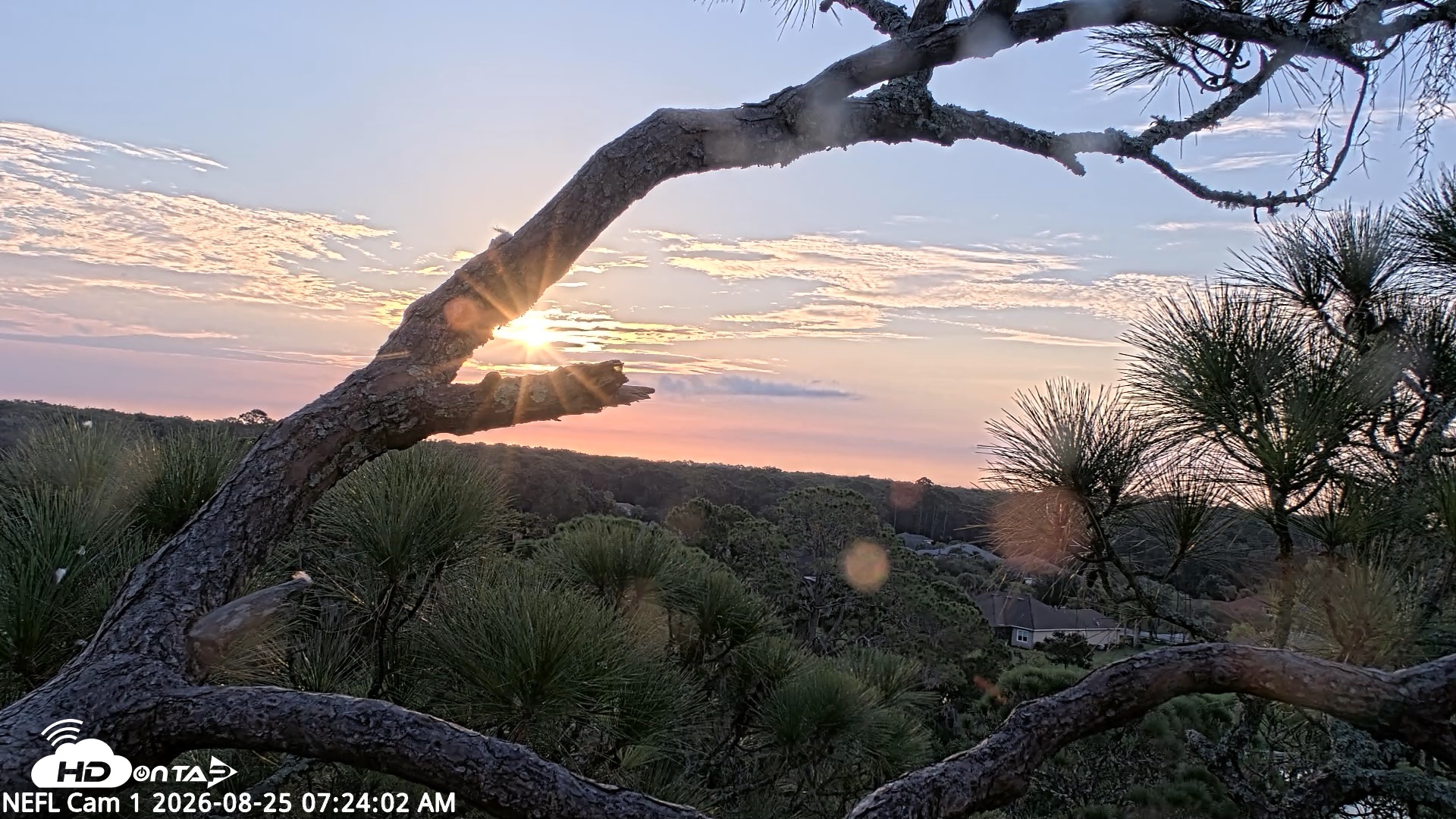 Snapshot of NE Florida Eagles Live Webcam taken Aug 25, 2026, 7:24am EDT
