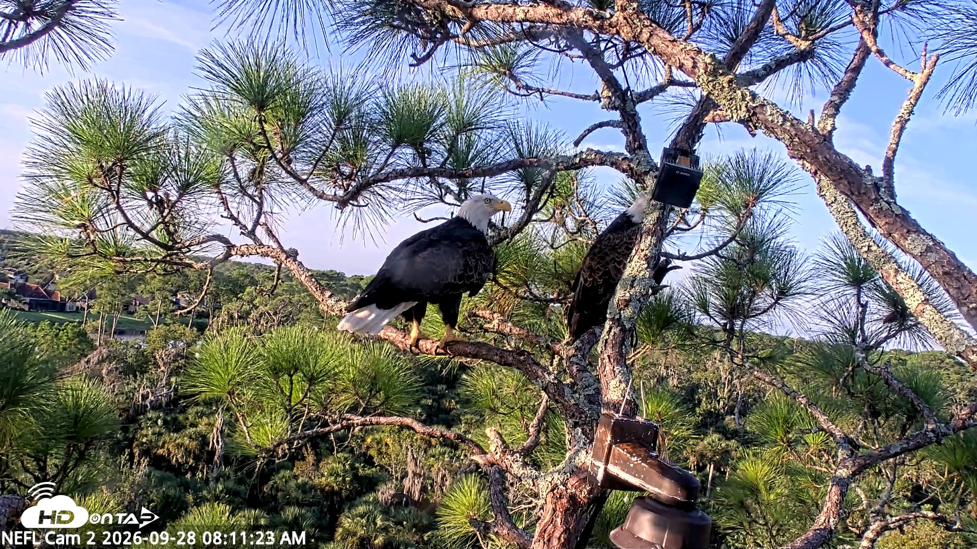Snapshot of NE Florida Eagles Live Webcam taken Sep 28, 2026, 8:12am EDT