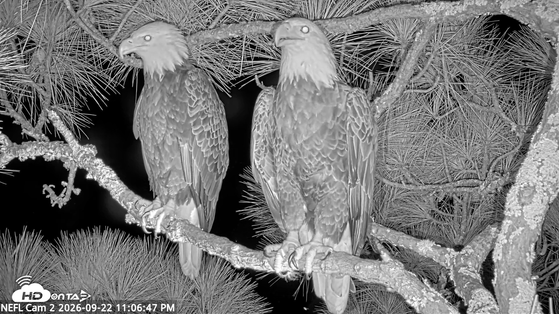 Snapshot of NE Florida Eagles Live Webcam taken Sep 22, 2026, 11:07pm EDT