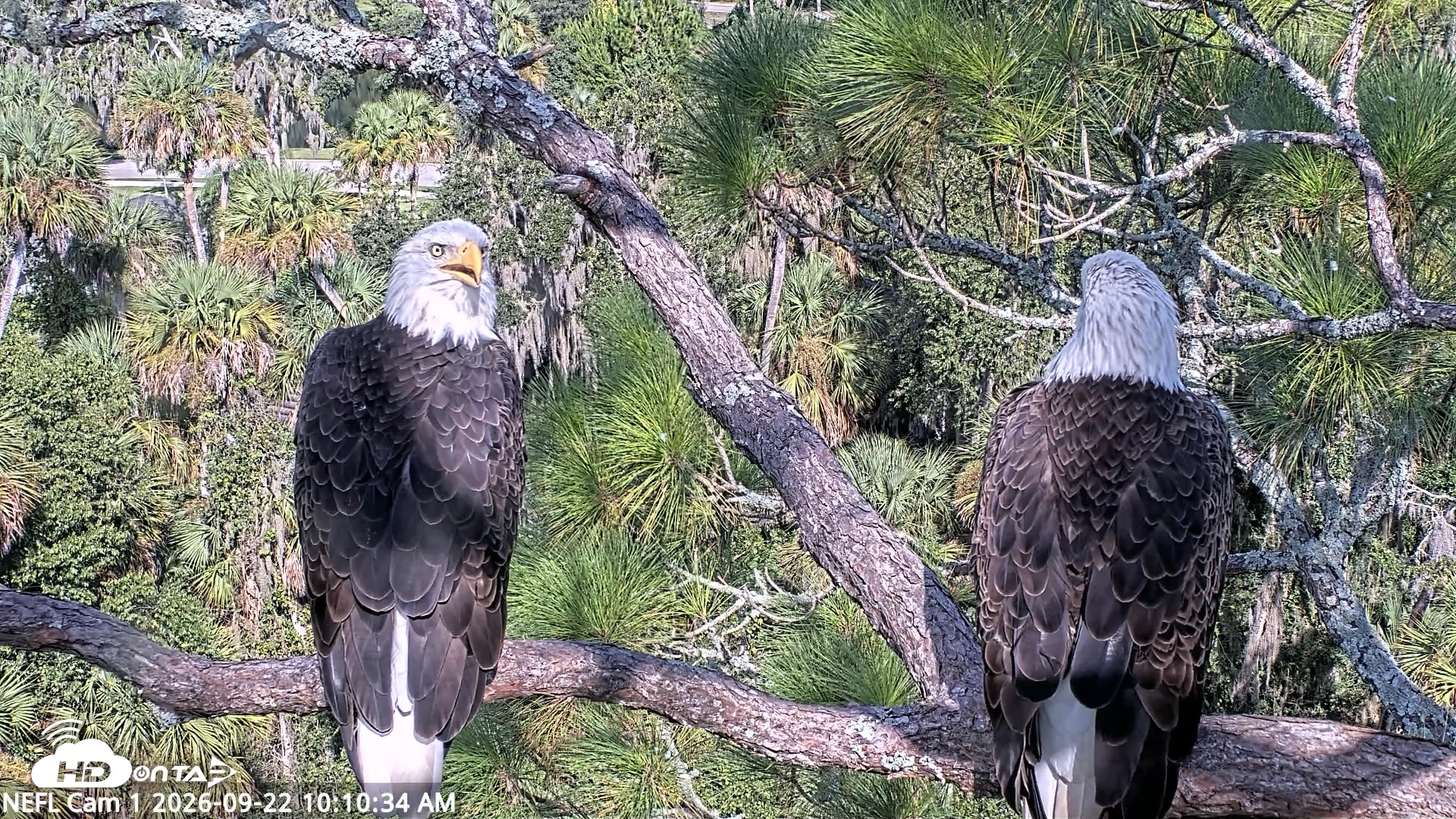 Snapshot of NE Florida Eagles Live Webcam taken Sep 22, 2026, 10:11am EDT