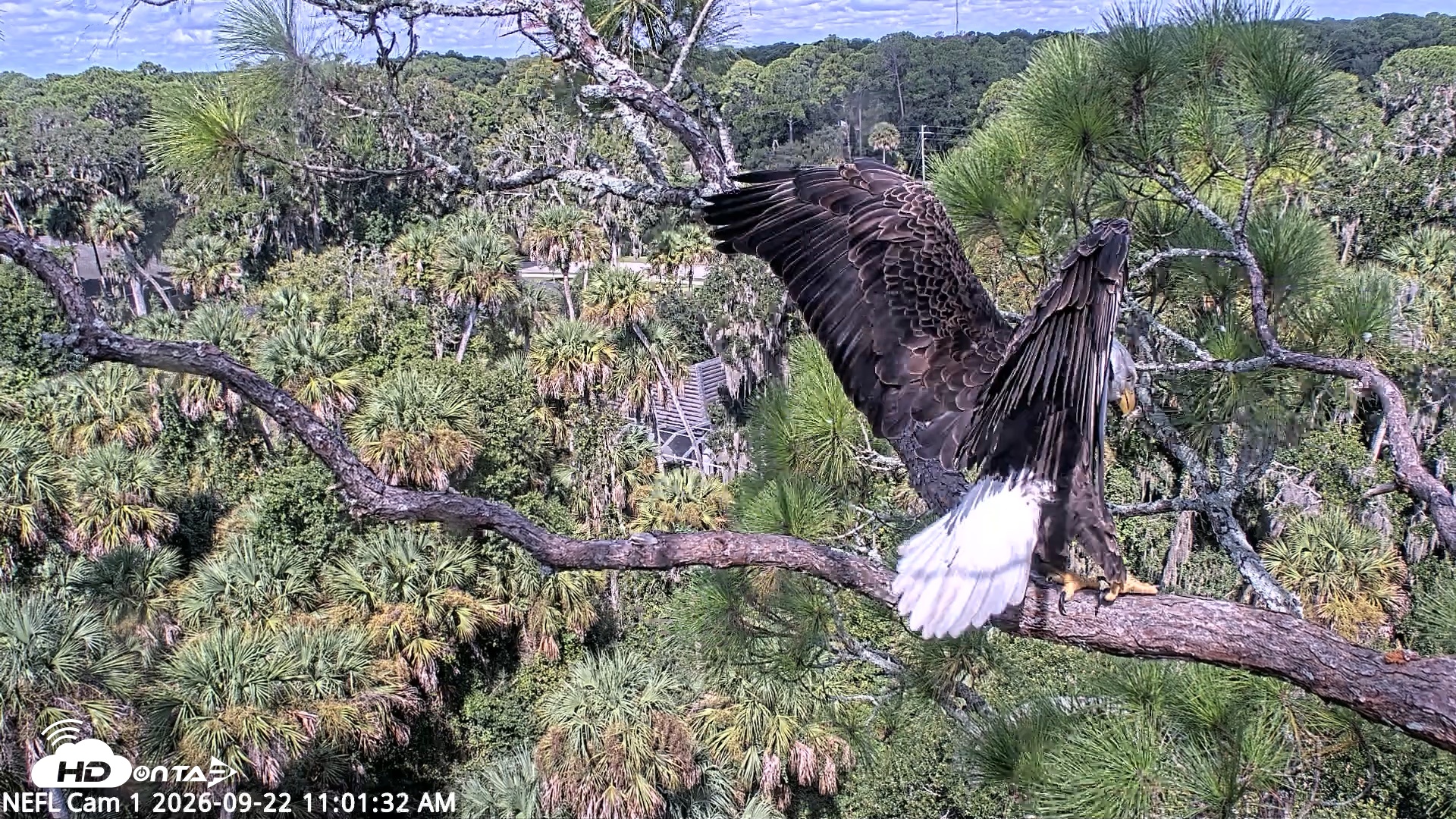 Snapshot of NE Florida Eagles Live Webcam taken Sep 22, 2026, 11:02am EDT