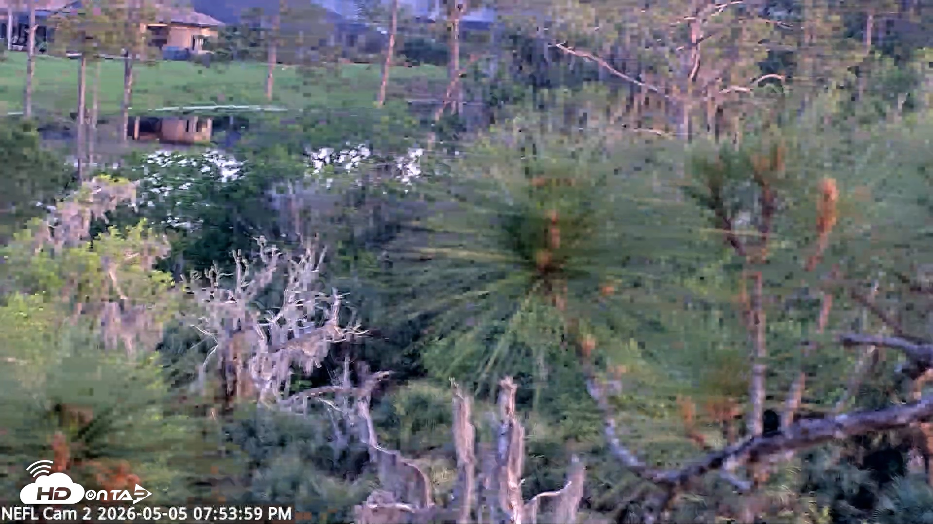 Snapshot of NE Florida Eagles Live Webcam taken May 5, 2026, 7:54pm EDT