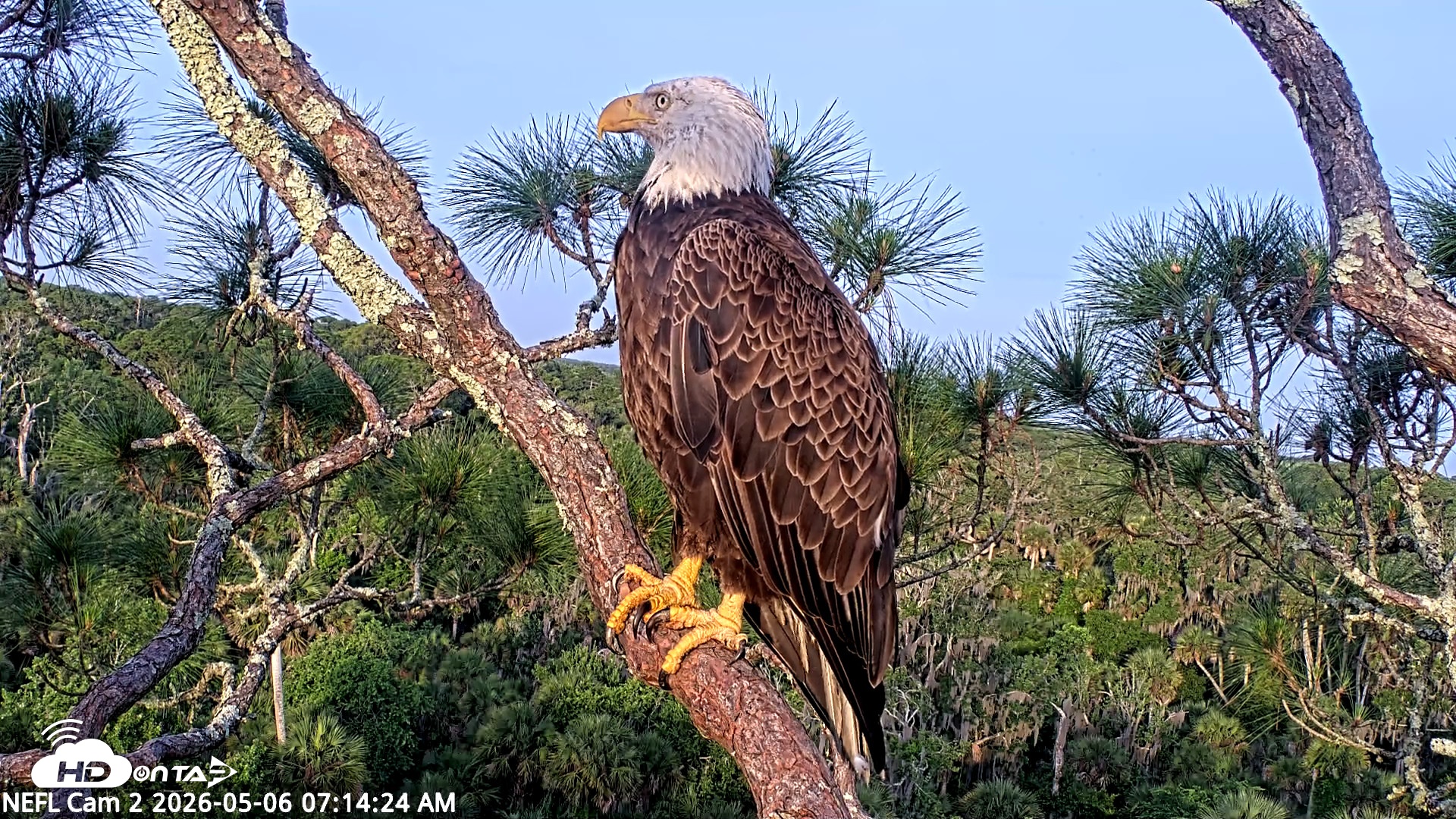 Snapshot of NE Florida Eagles Live Webcam taken May 6, 2026, 7:15am EDT
