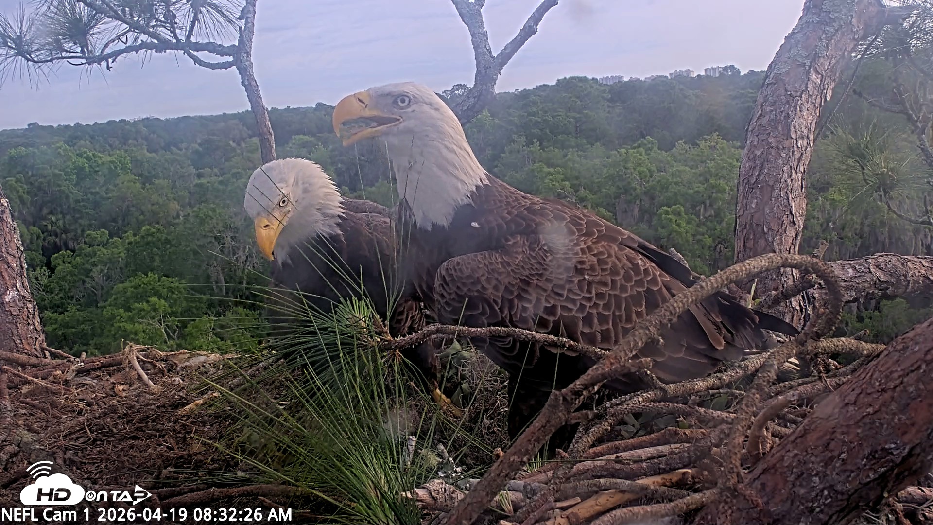 Snapshot of NE Florida Eagles Live Webcam taken Apr 19, 2026, 8:33am EDT