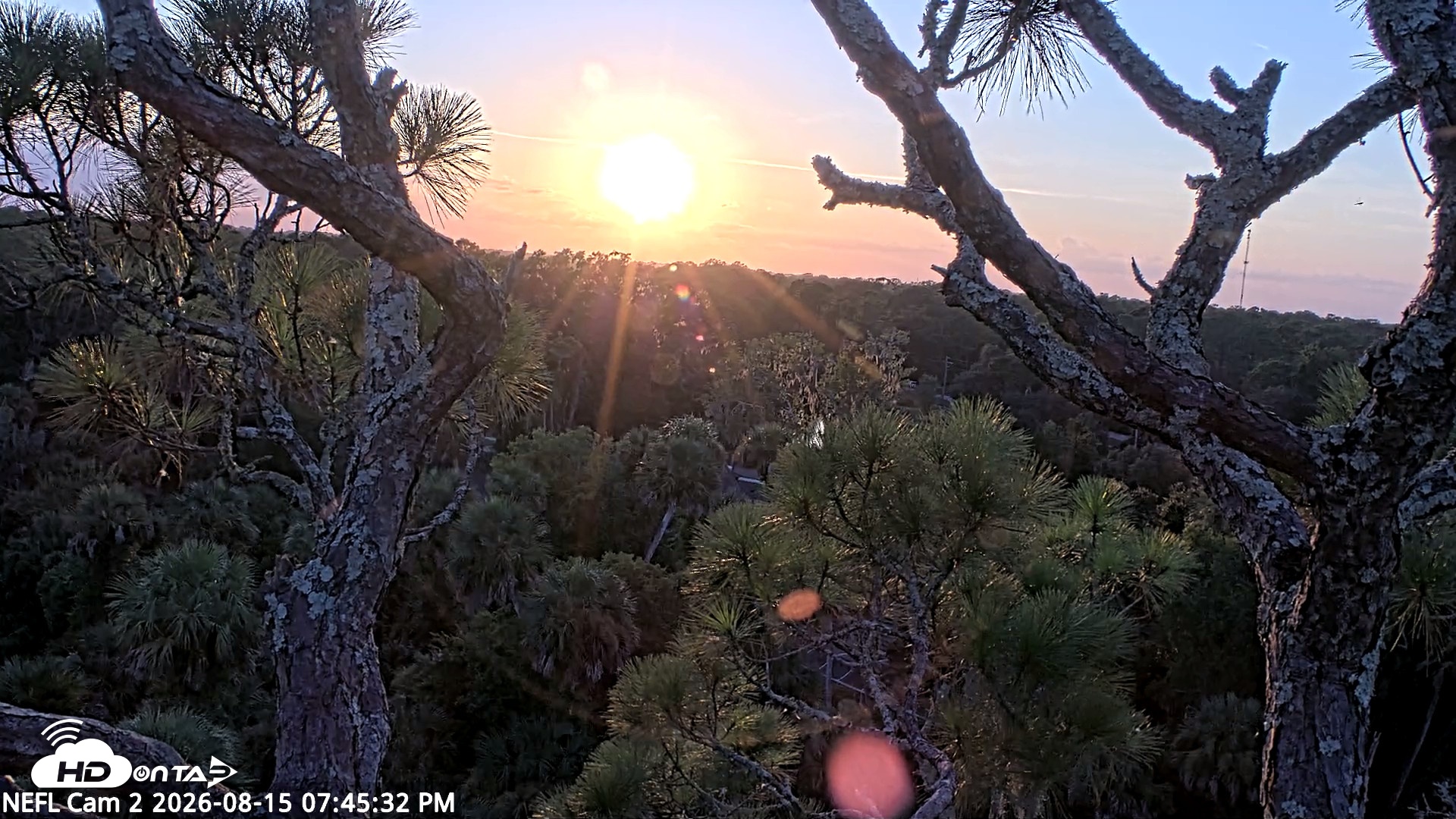 Snapshot of NE Florida Eagles Live Webcam taken Aug 15, 2026, 7:46pm EDT