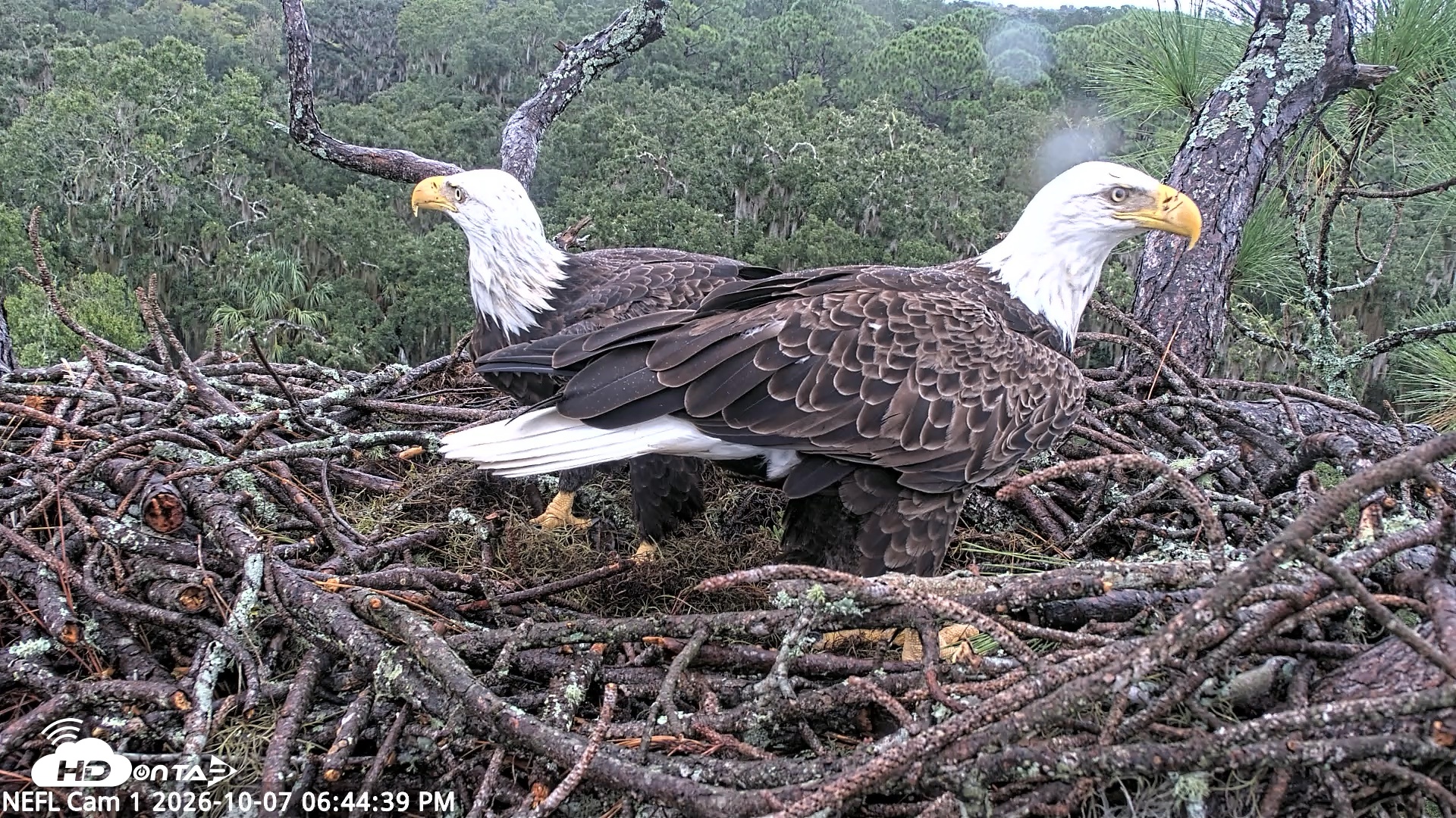 Snapshot of NE Florida Eagles Live Webcam taken Oct 7, 2026, 6:45pm EDT