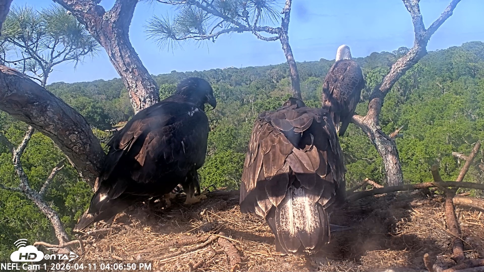 Snapshot of NE Florida Eagles Live Webcam taken Apr 11, 2026, 4:07pm EDT