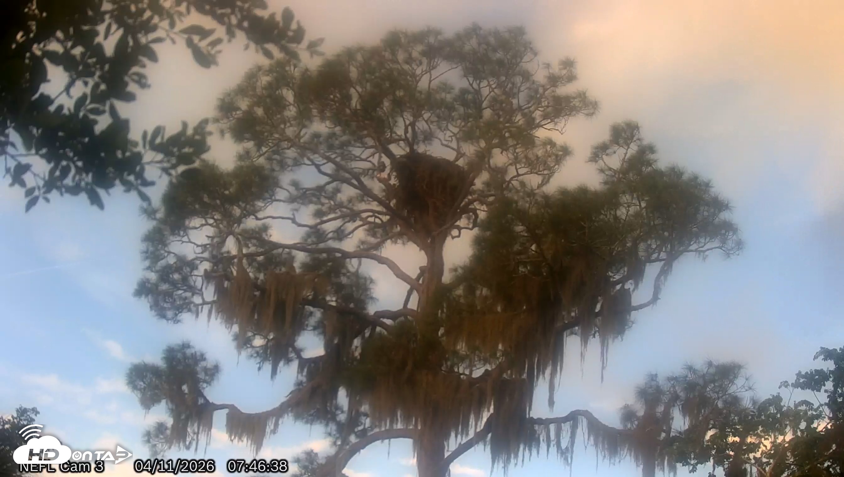 Snapshot of NE Florida Eagles Live Webcam taken Apr 11, 2026, 7:47am EDT