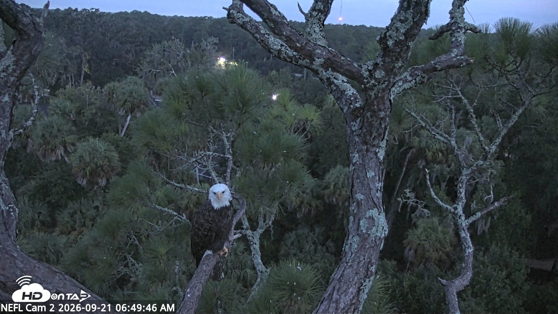 Snapshot of NE Florida Eagles Live Webcam taken Sep 21, 2026, 6:50am EDT