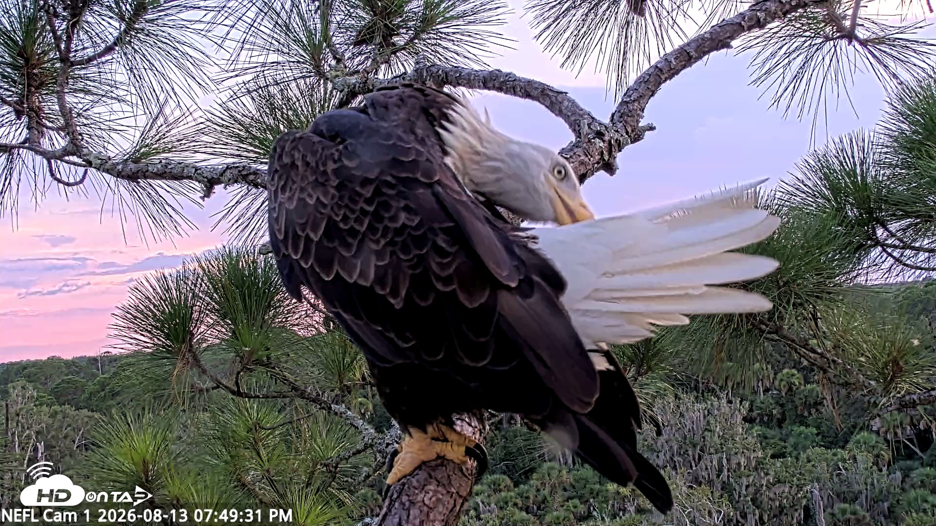 Snapshot of NE Florida Eagles Live Webcam taken Aug 13, 2026, 7:50pm EDT