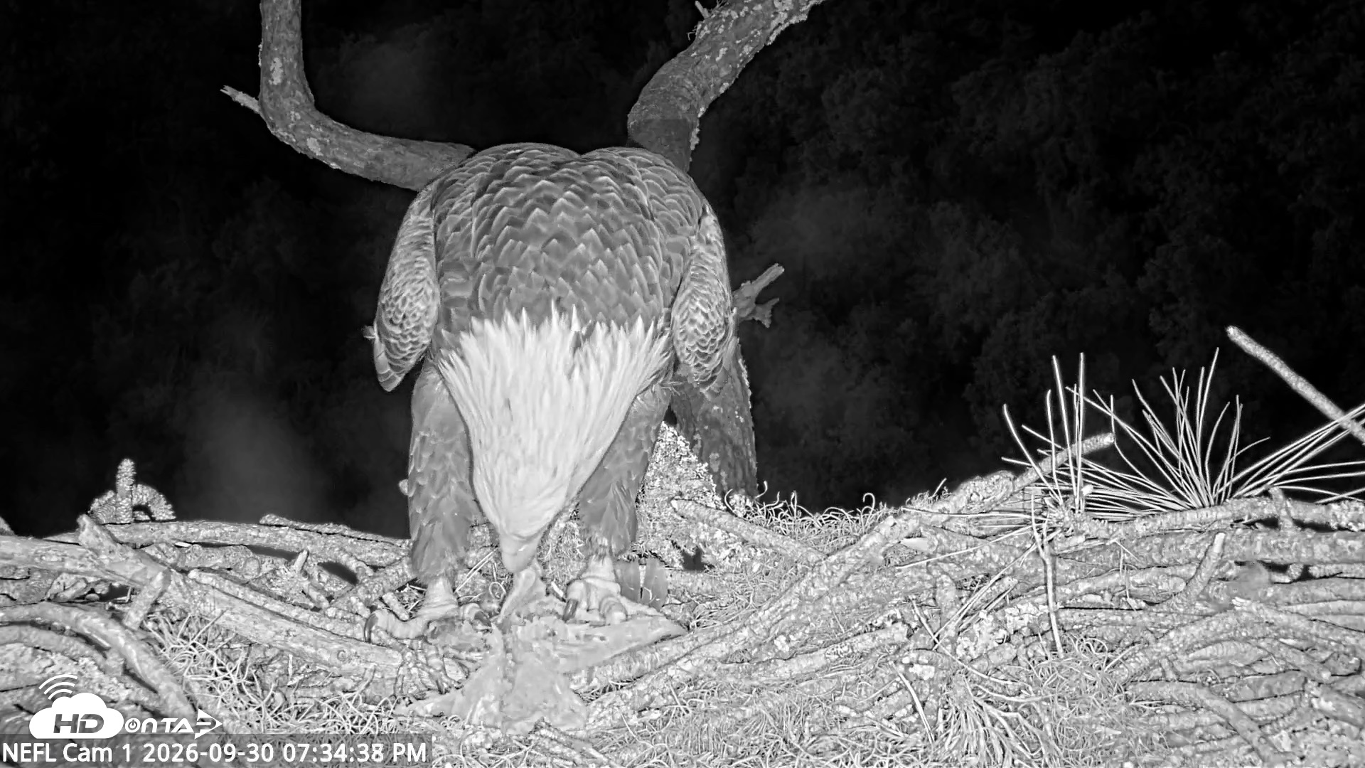 Snapshot of NE Florida Eagles Live Webcam taken Sep 30, 2026, 7:35pm EDT