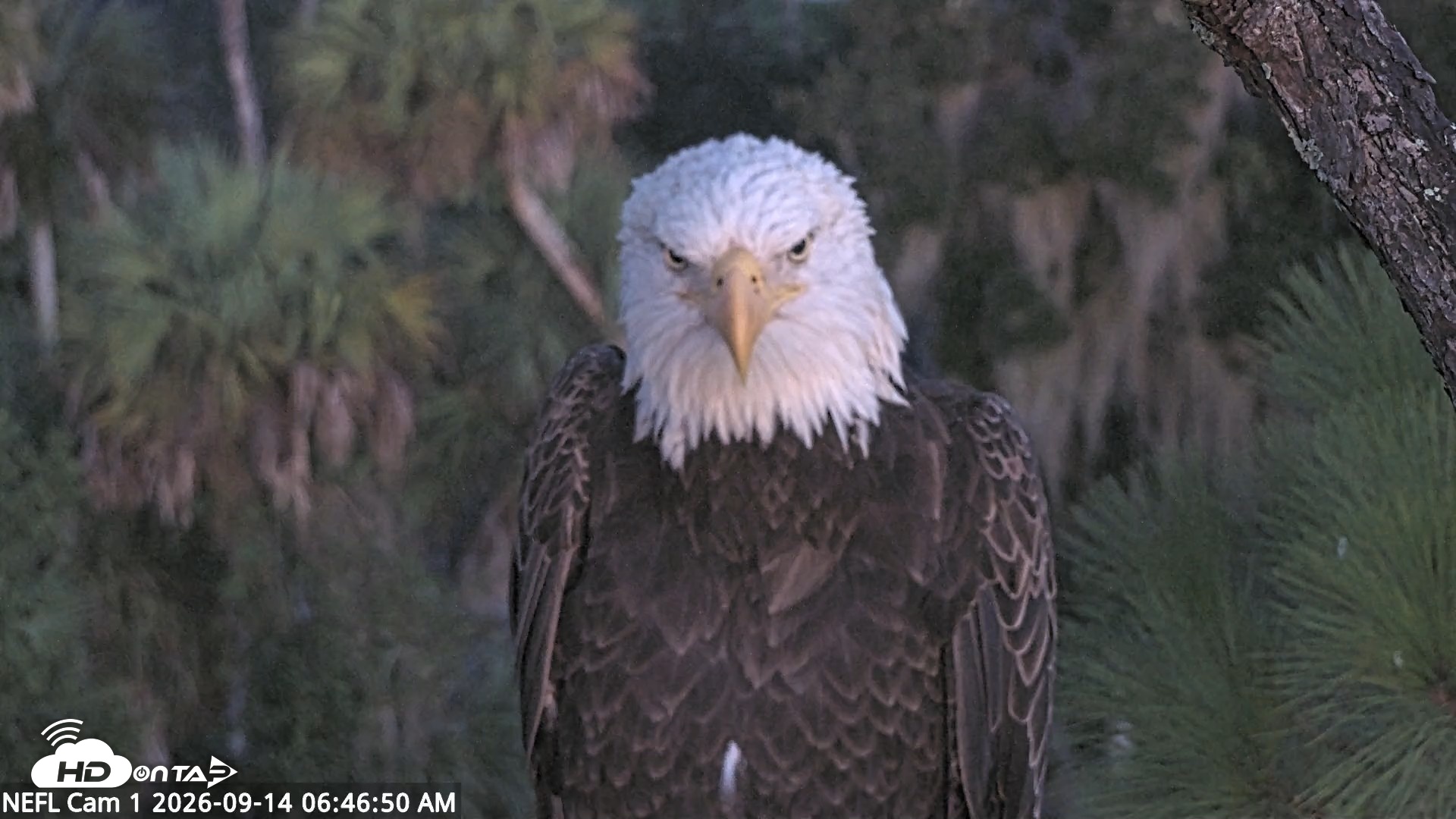 Snapshot of NE Florida Eagles Live Webcam taken Sep 14, 2026, 6:47am EDT