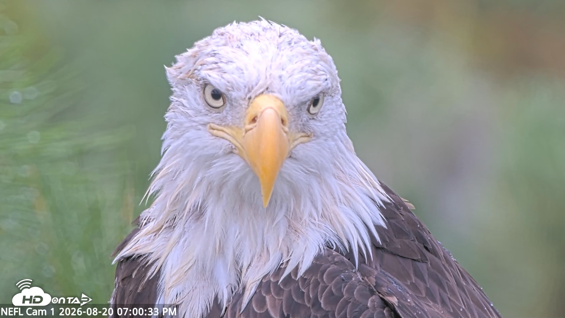 Snapshot of NE Florida Eagles Live Webcam taken Aug 20, 2026, 7:01pm EDT