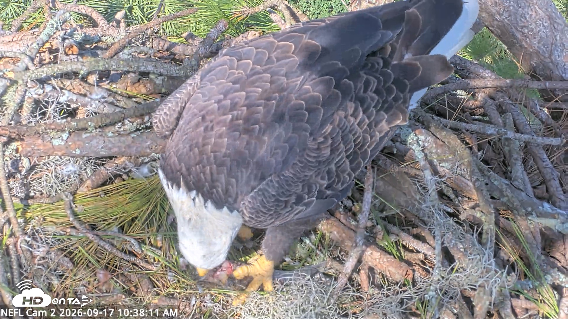 Snapshot of NE Florida Eagles Live Webcam taken Sep 17, 2026, 10:39am EDT