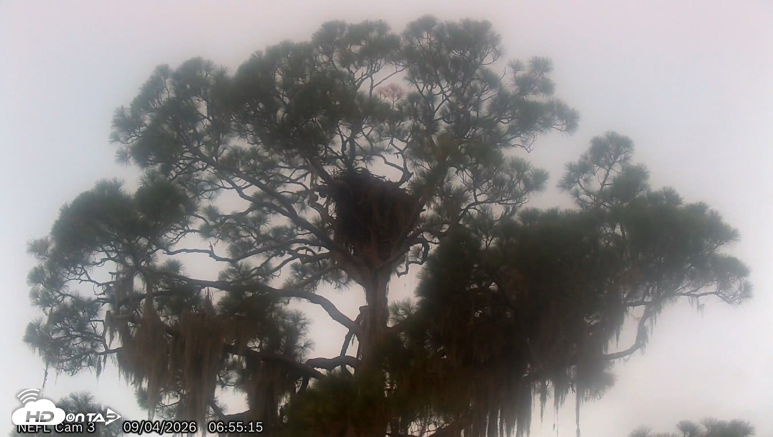 Snapshot of NE Florida Eagles Live Webcam taken Sep 4, 2026, 6:56am EDT
