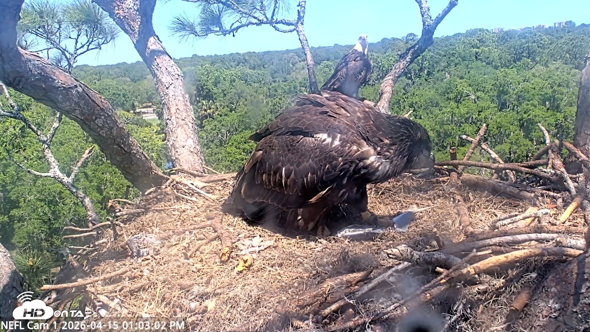 Snapshot of NE Florida Eagles Live Webcam taken Apr 15, 2026, 1:05pm EDT