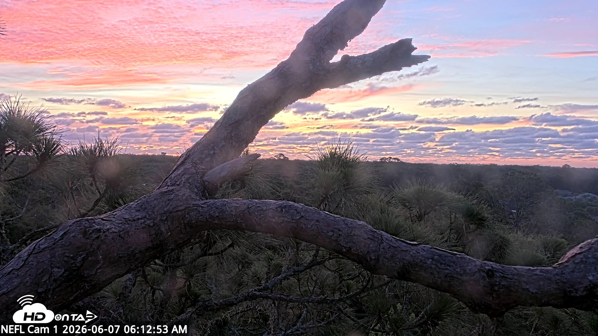 Snapshot of NE Florida Eagles Live Webcam taken Jun 7, 2026, 6:14am EDT