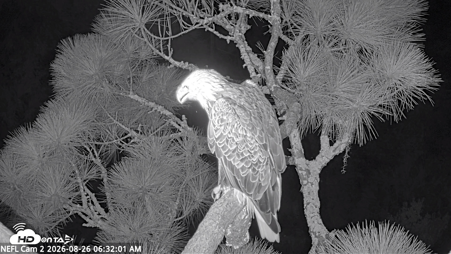Snapshot of NE Florida Eagles Live Webcam taken Aug 26, 2026, 6:32am EDT