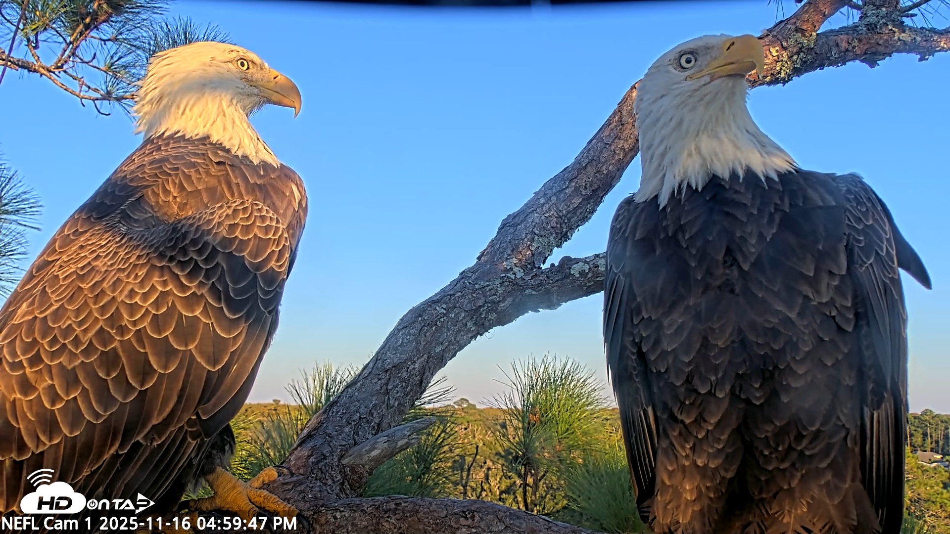 Snapshot of NE Florida Eagles Live Webcam taken Nov 16, 2025, 5:00pm EST