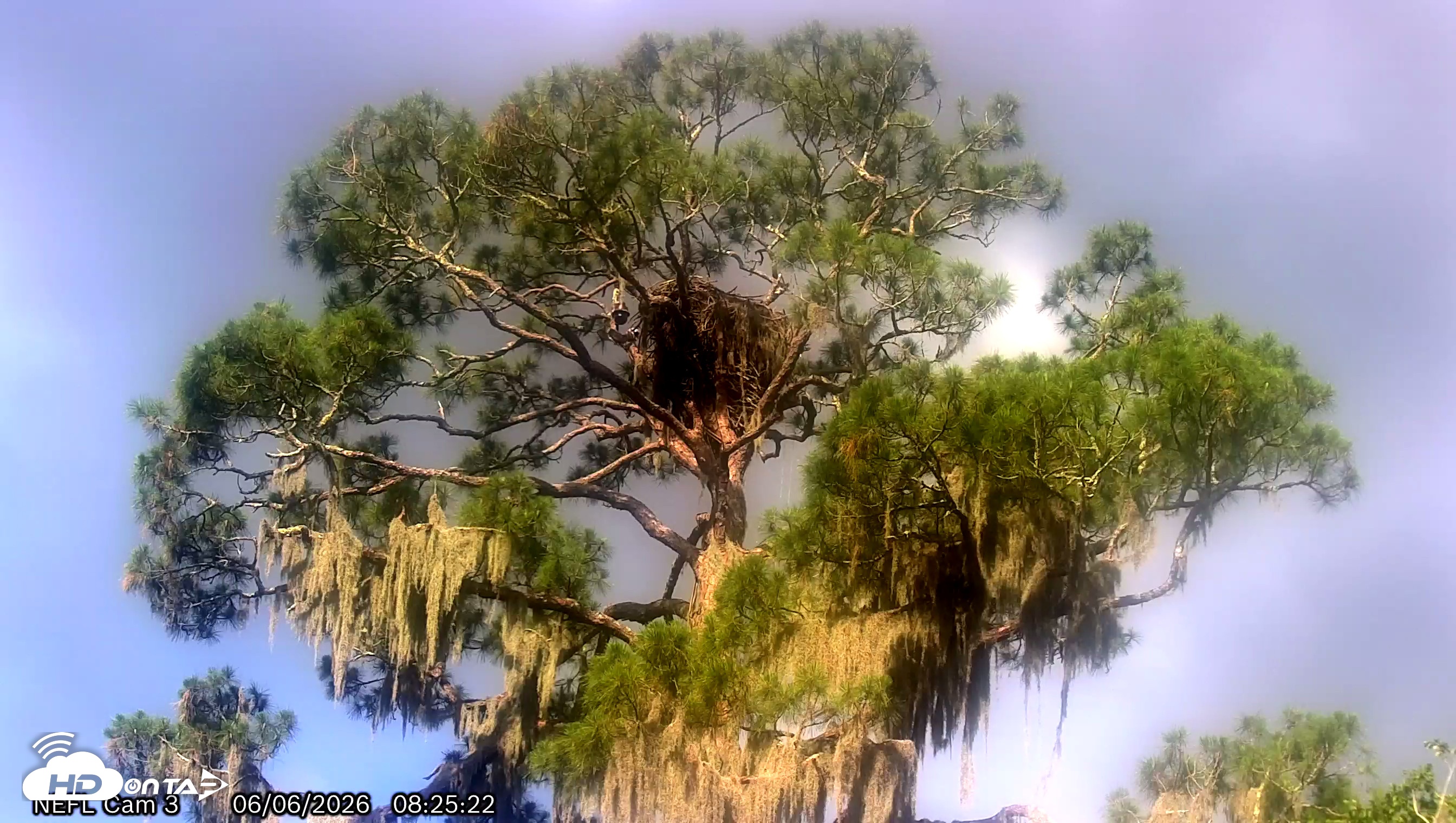 Snapshot of NE Florida Eagles Live Webcam taken Jun 6, 2026, 8:27am EDT