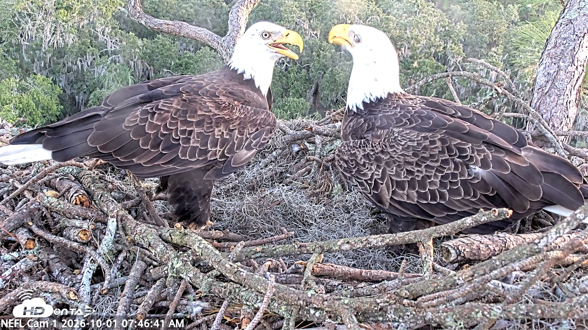 Snapshot of NE Florida Eagles Live Webcam taken Oct 1, 2026, 7:47am EDT