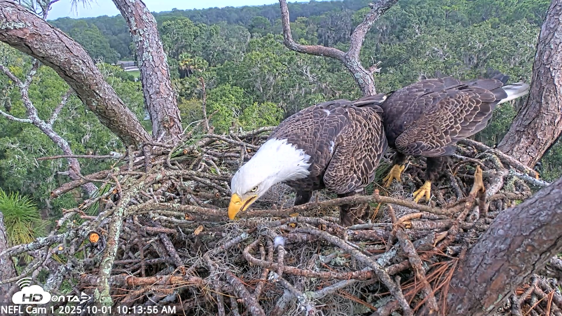 Snapshot of NE Florida Eagles Live Webcam taken Oct 1, 2025, 10:14am EDT