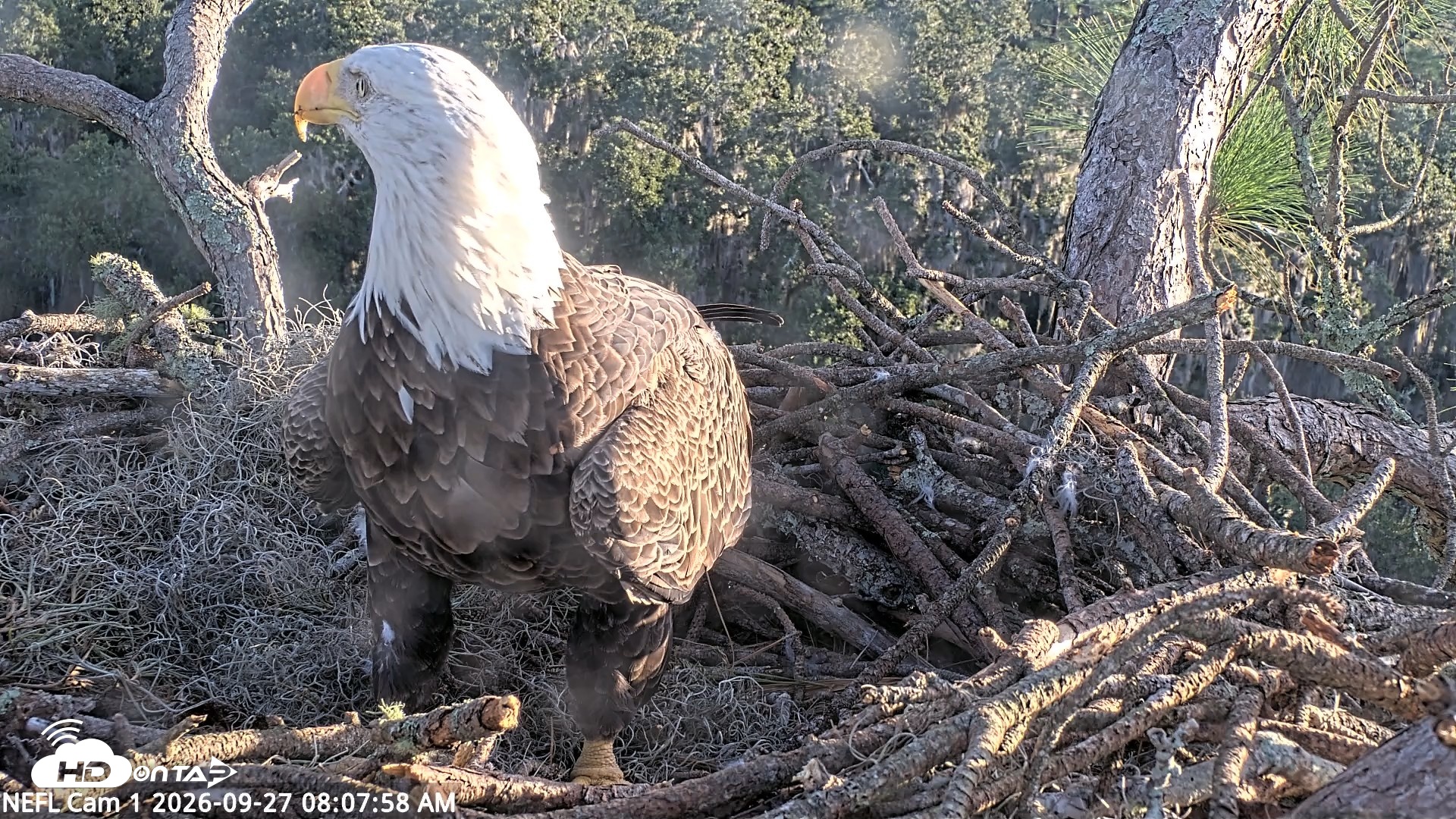 Snapshot of NE Florida Eagles Live Webcam taken Sep 27, 2026, 8:08am EDT