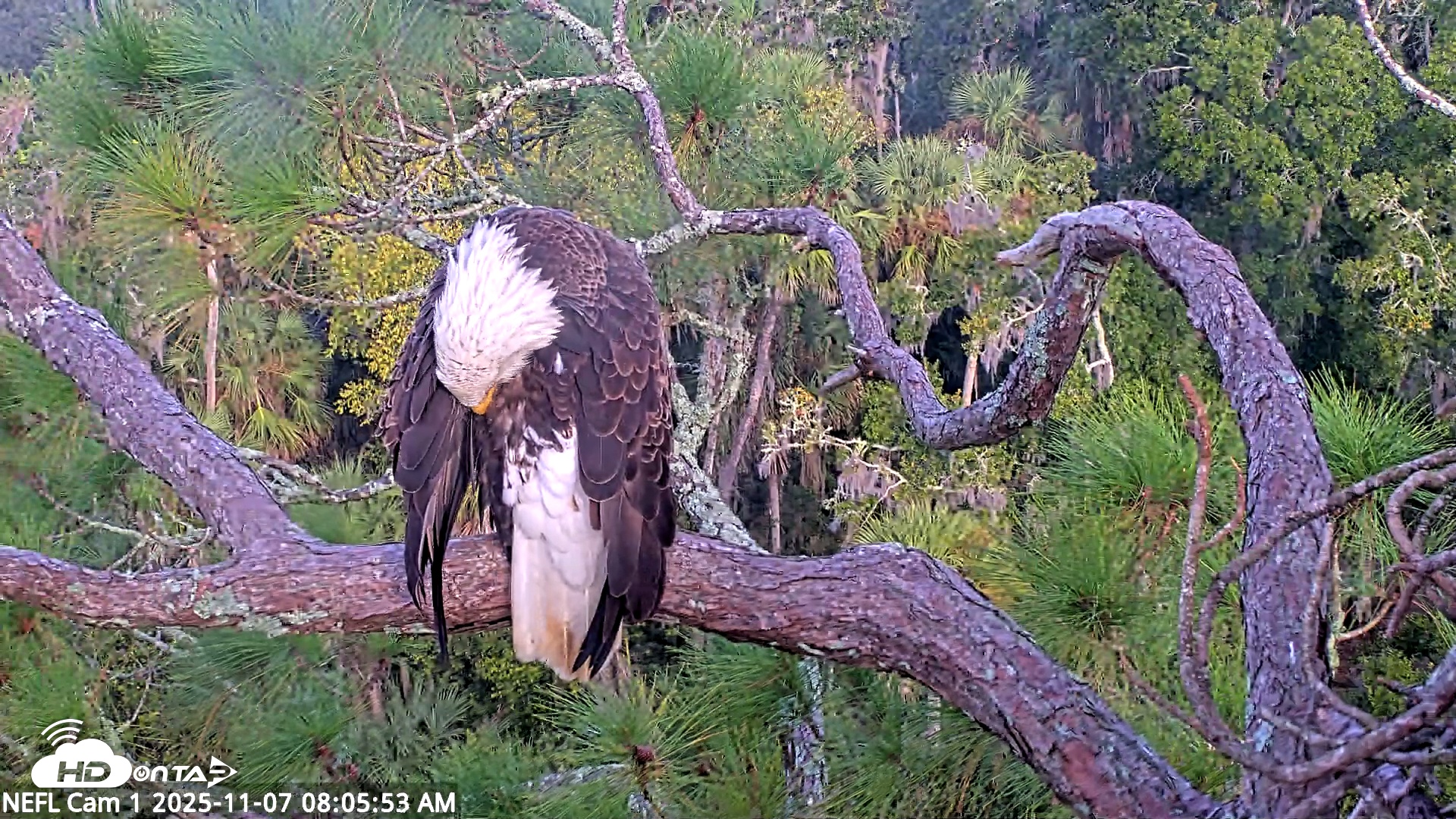 Snapshot of NE Florida Eagles Live Webcam taken Nov 7, 2025, 8:06am EST