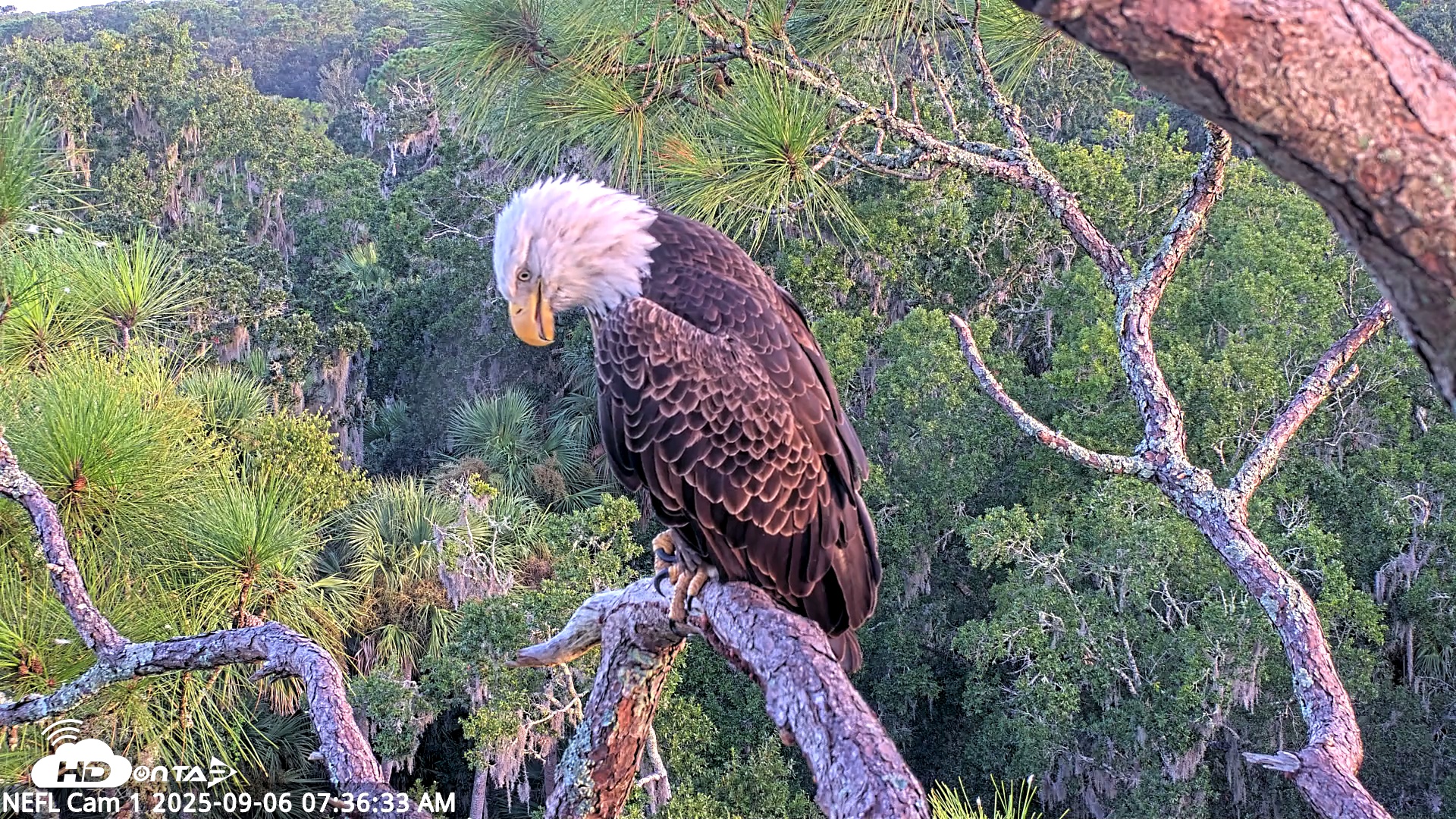 Snapshot of NE Florida Eagles Live Webcam taken Sep 6, 2025, 7:37am EDT