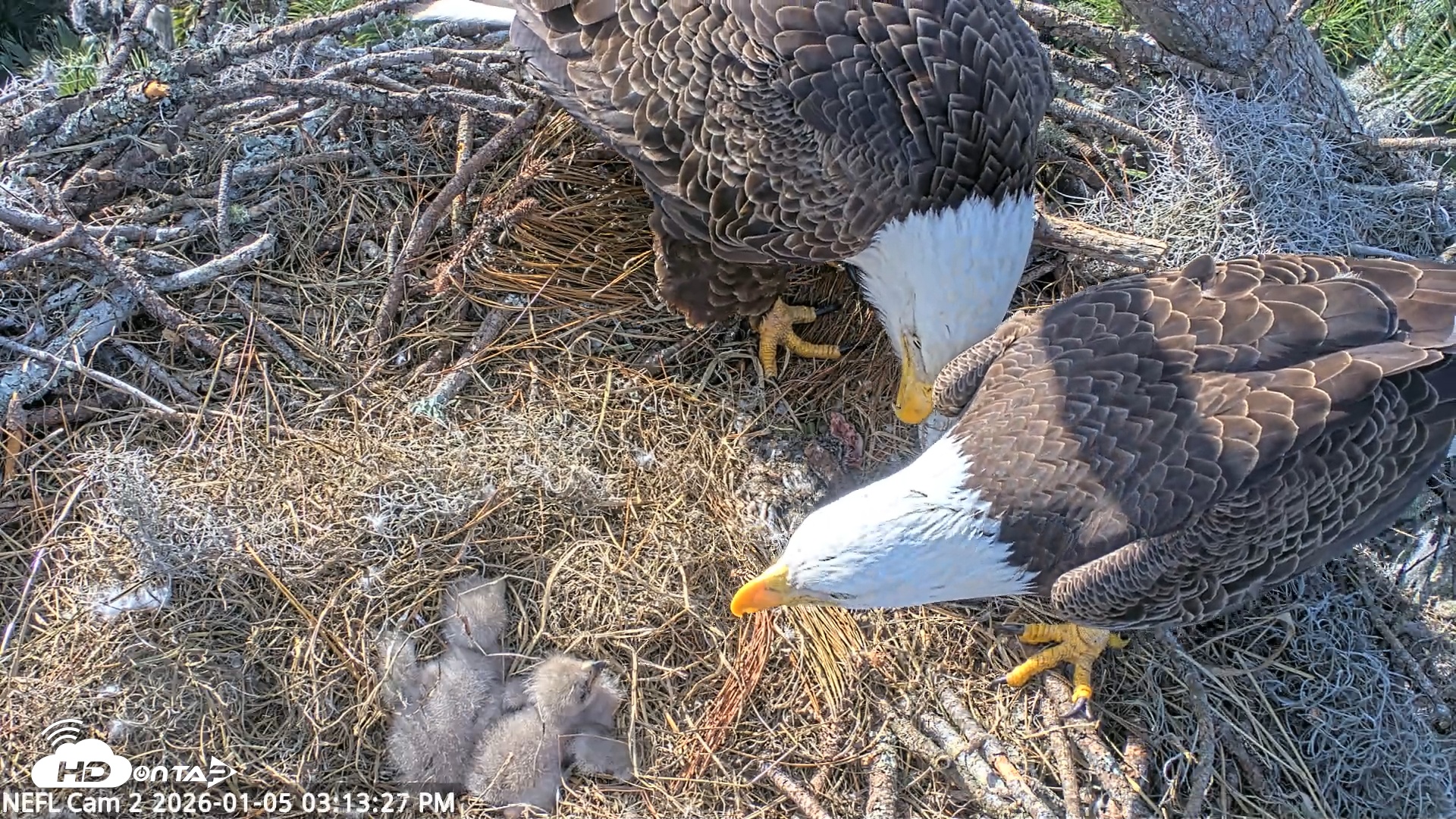 Snapshot of NE Florida Eagles Live Webcam taken Jan 5, 2026, 3:14pm EST
