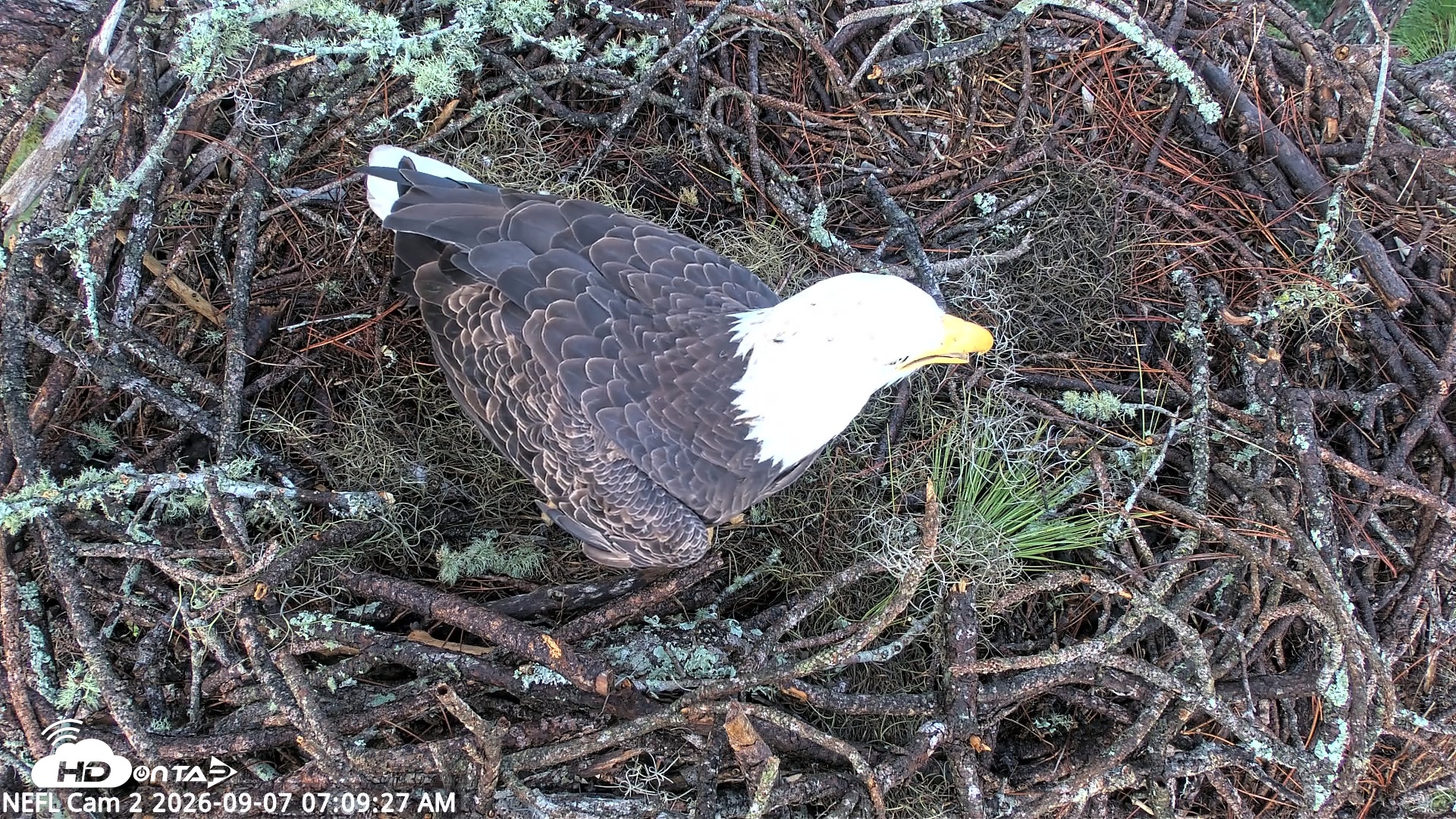Snapshot of NE Florida Eagles Live Webcam taken Sep 7, 2026, 7:10am EDT