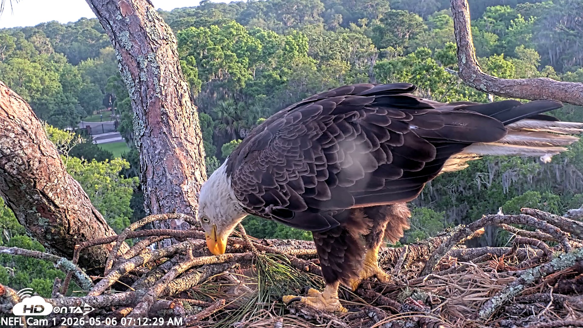 Snapshot of NE Florida Eagles Live Webcam taken May 6, 2026, 7:13am EDT