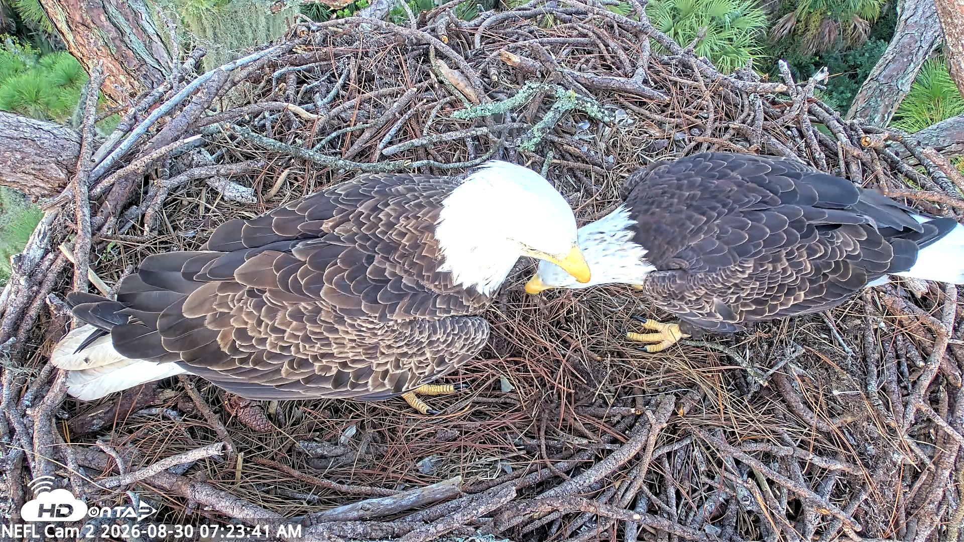 Snapshot of NE Florida Eagles Live Webcam taken Aug 30, 2026, 7:24am EDT