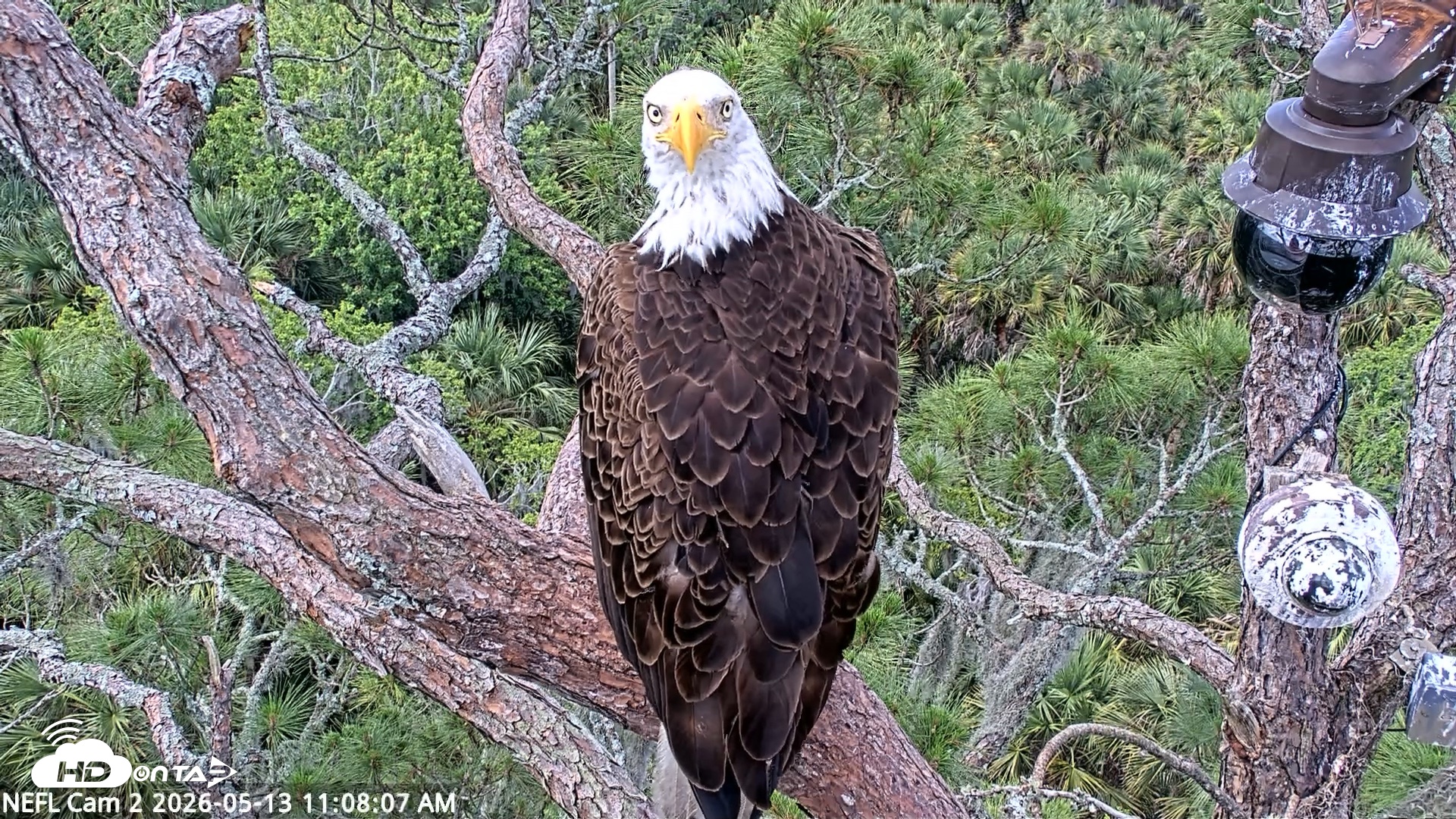 Snapshot of NE Florida Eagles Live Webcam taken May 13, 2026, 11:08am EDT