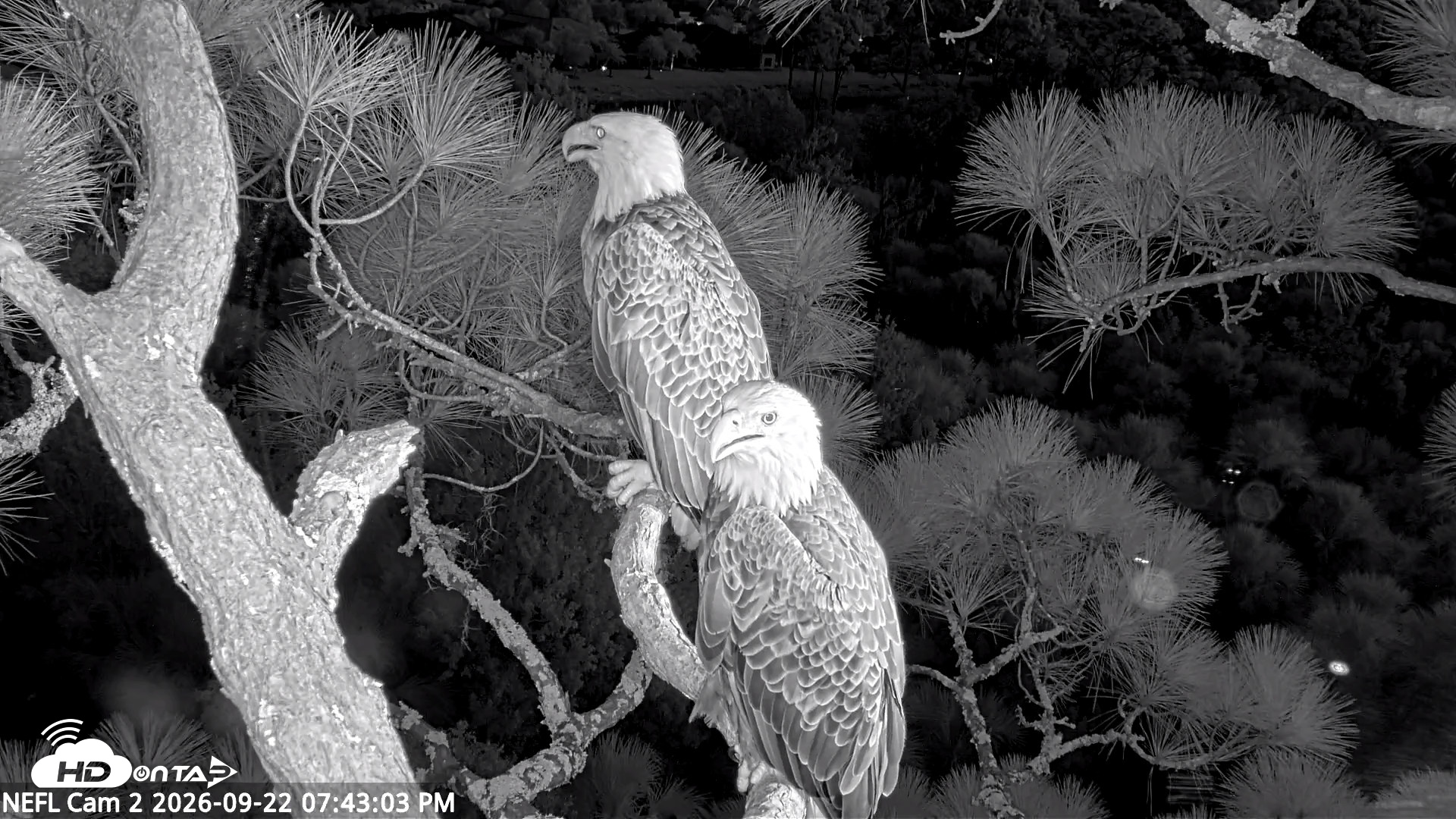 Snapshot of NE Florida Eagles Live Webcam taken Sep 22, 2026, 7:44pm EDT