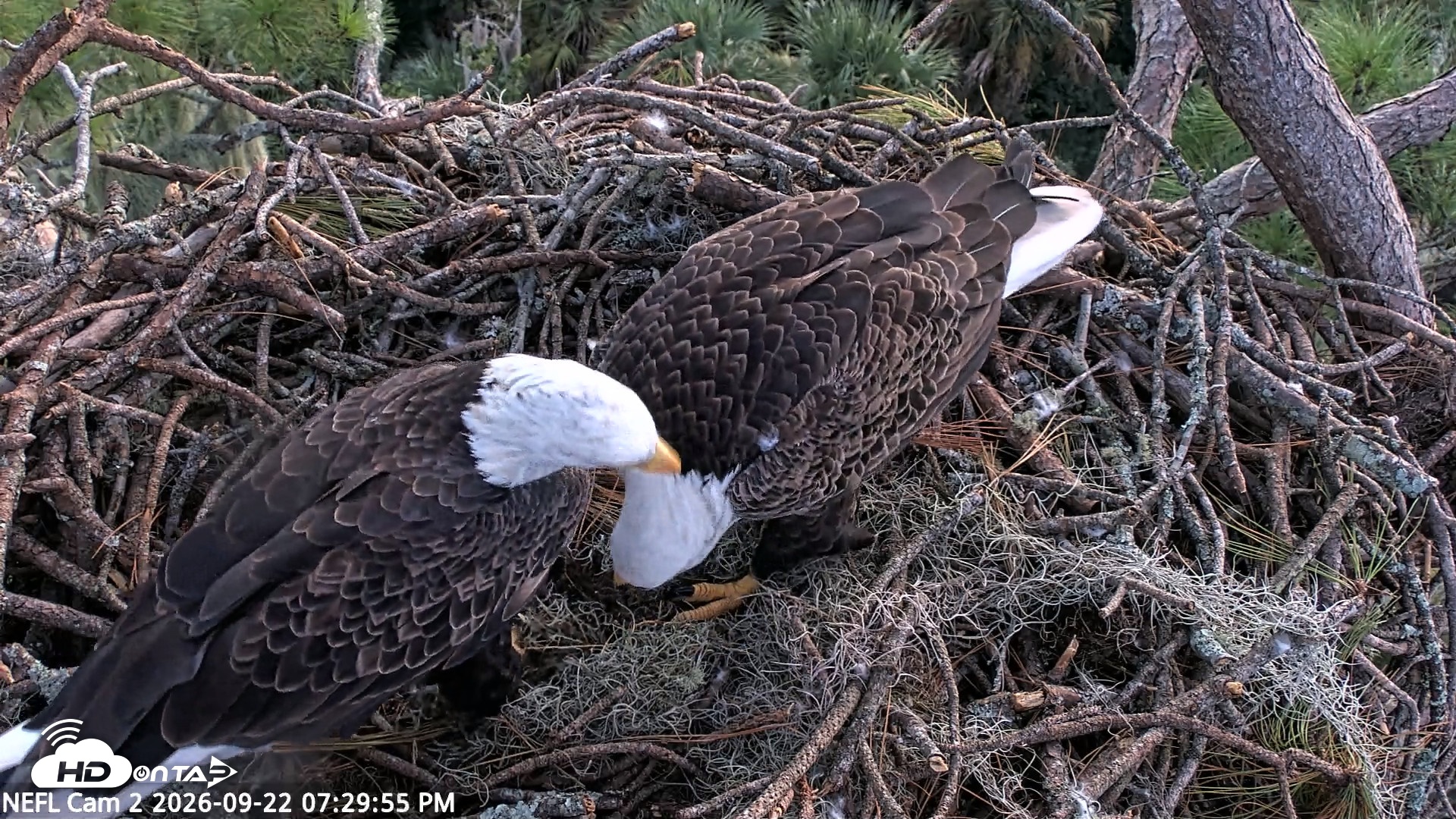 Snapshot of NE Florida Eagles Live Webcam taken Sep 22, 2026, 7:30pm EDT