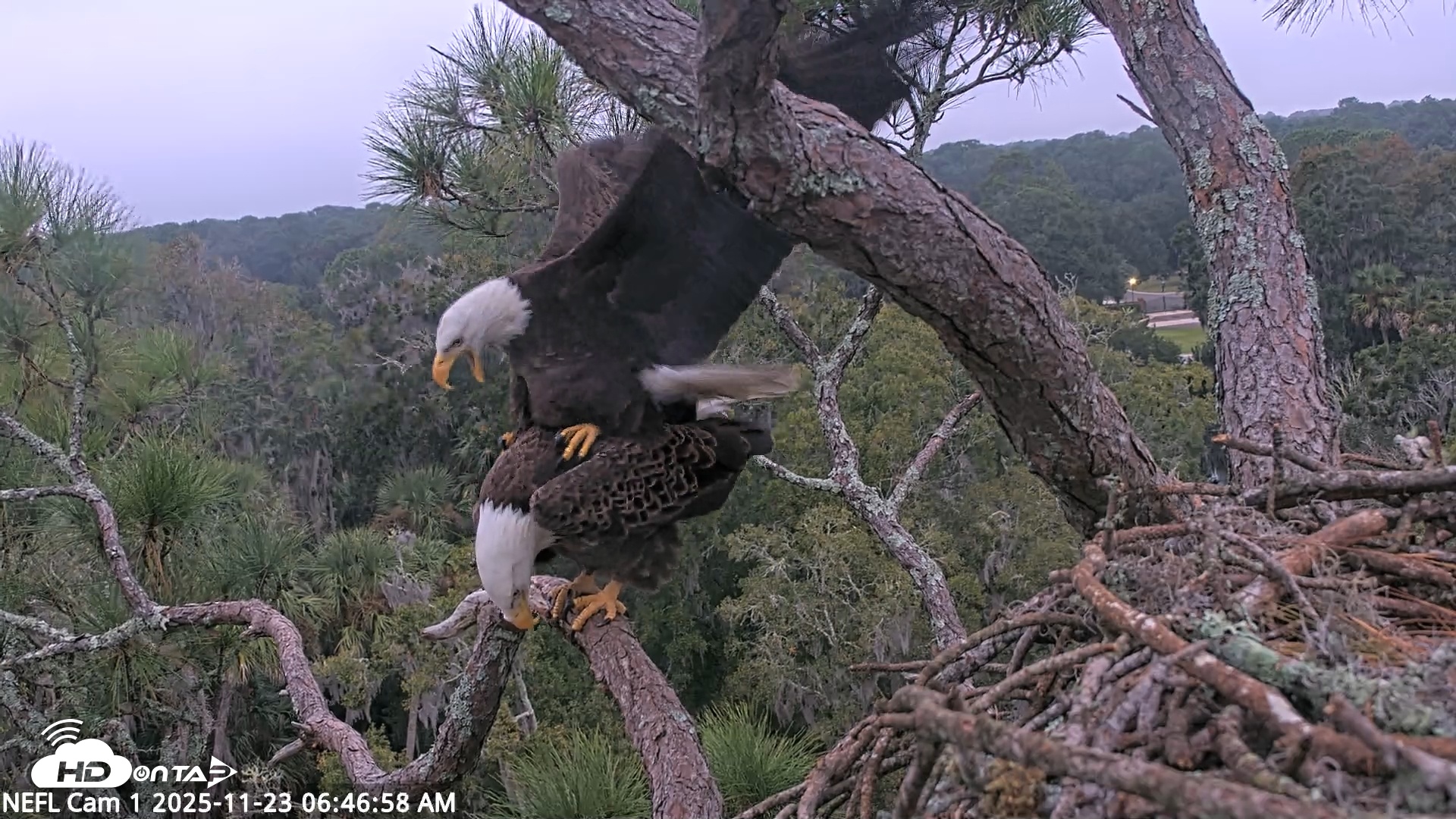 Snapshot of NE Florida Eagles Live Webcam taken Nov 23, 2025, 6:47am EST