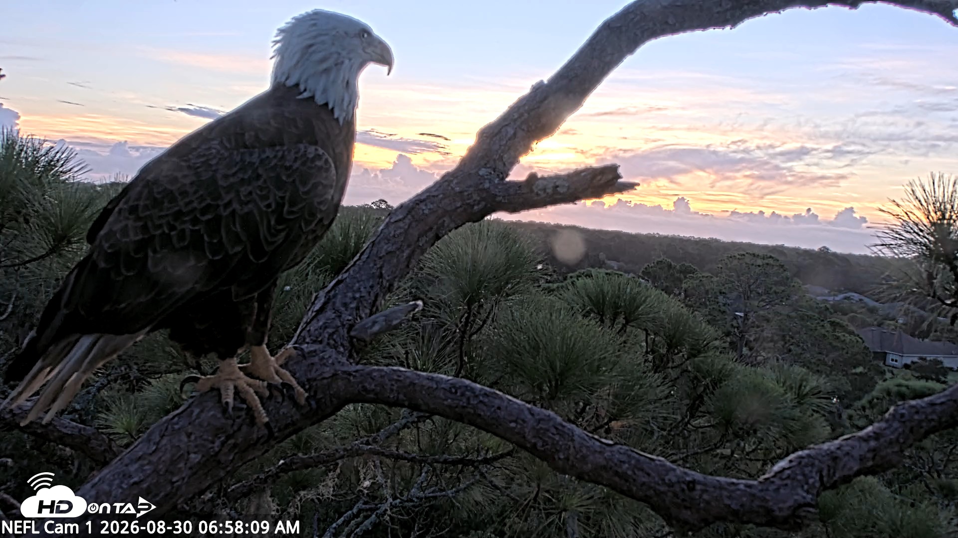 Snapshot of NE Florida Eagles Live Webcam taken Aug 30, 2026, 6:59am EDT