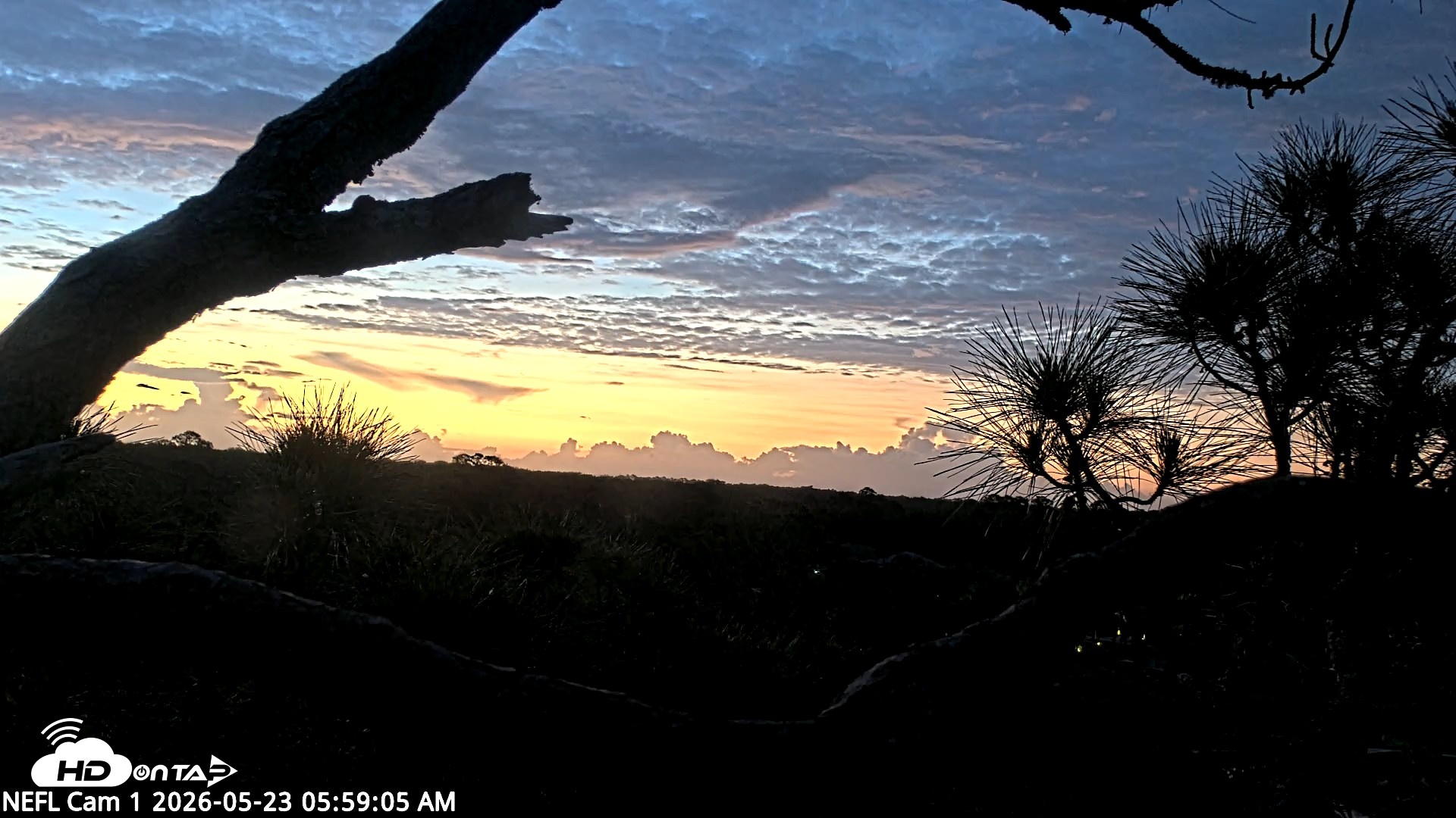 Snapshot of NE Florida Eagles Live Webcam taken May 23, 2026, 6:00am EDT