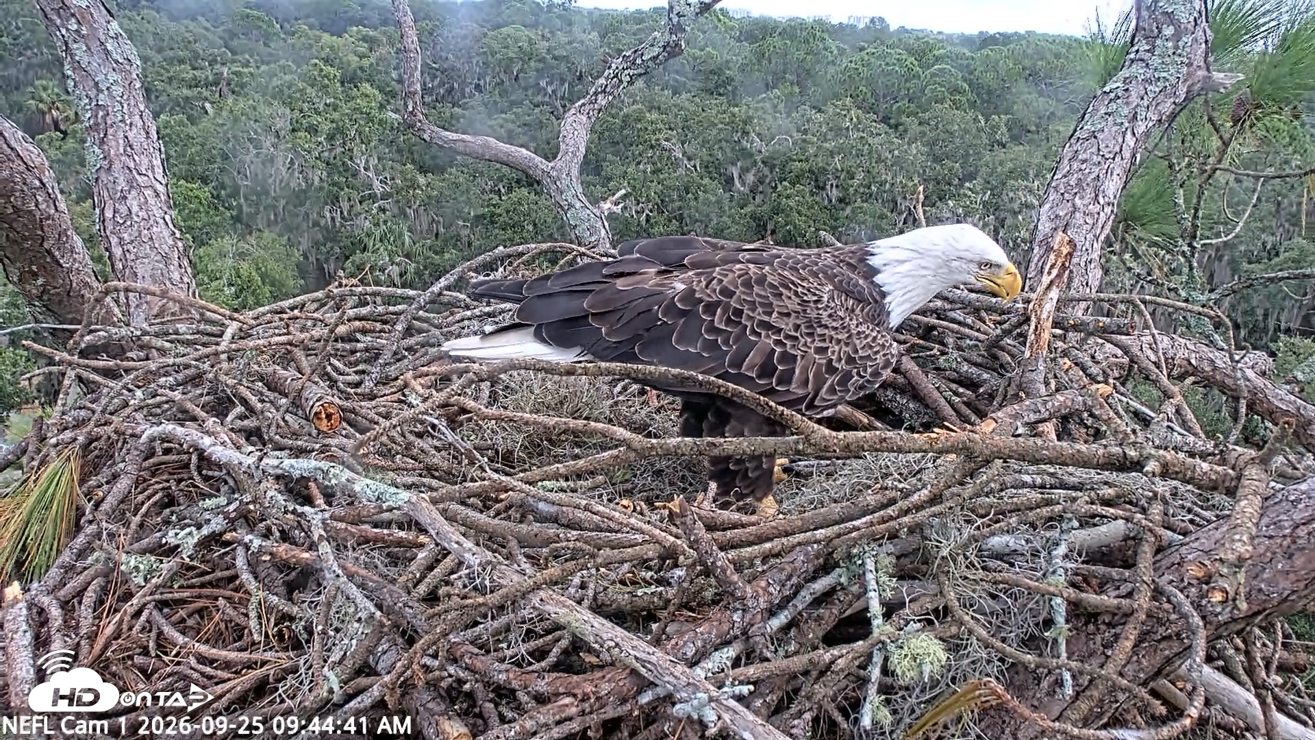 Snapshot of NE Florida Eagles Live Webcam taken Sep 25, 2026, 9:45am EDT
