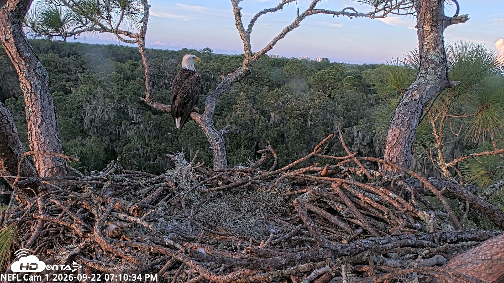 Snapshot of NE Florida Eagles Live Webcam taken Sep 22, 2026, 7:11pm EDT