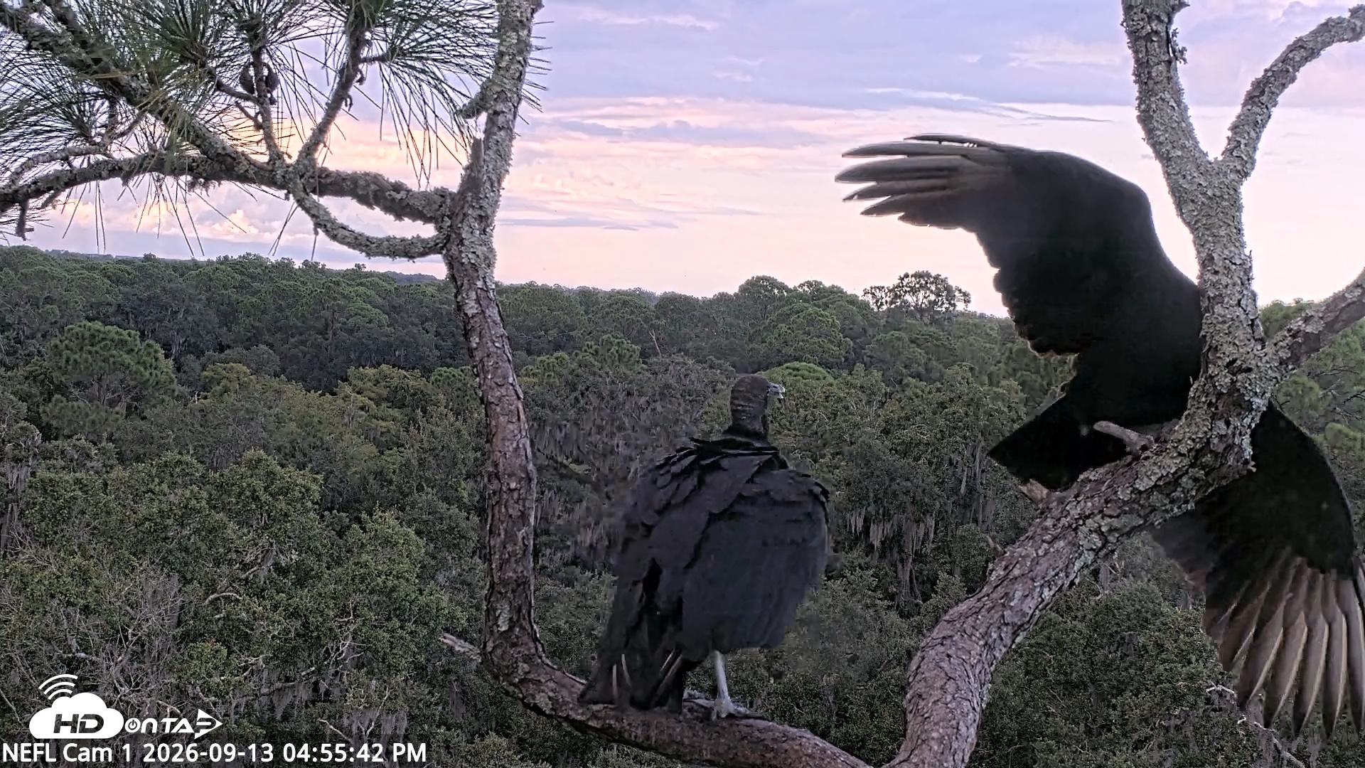 Snapshot of NE Florida Eagles Live Webcam taken Sep 13, 2026, 4:56pm EDT